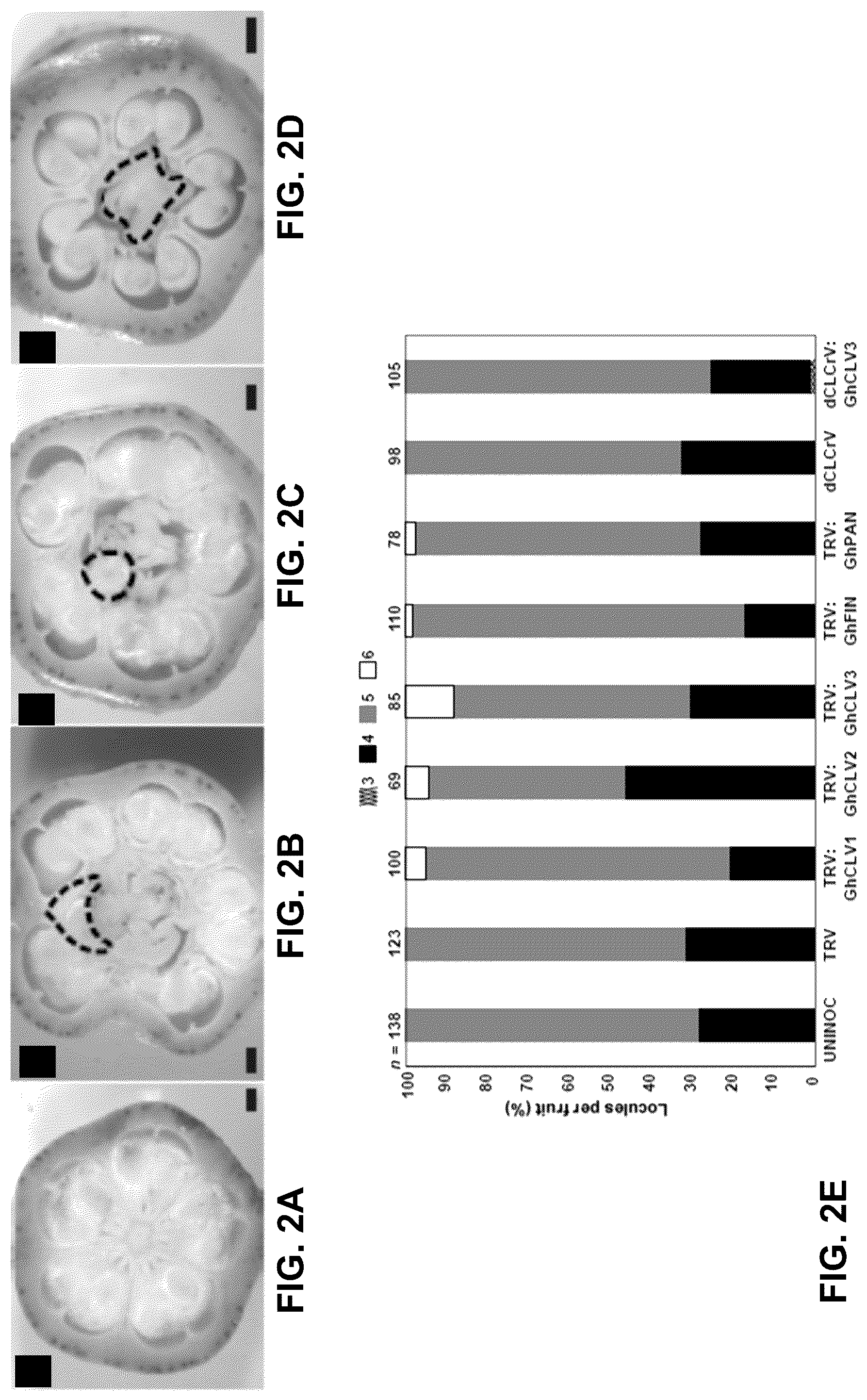 Patent US12460219 Figure 2 – Methods and systems for targeted modification of plant genes via meristem modulation and plants having engineered meristem modifications and other mutations