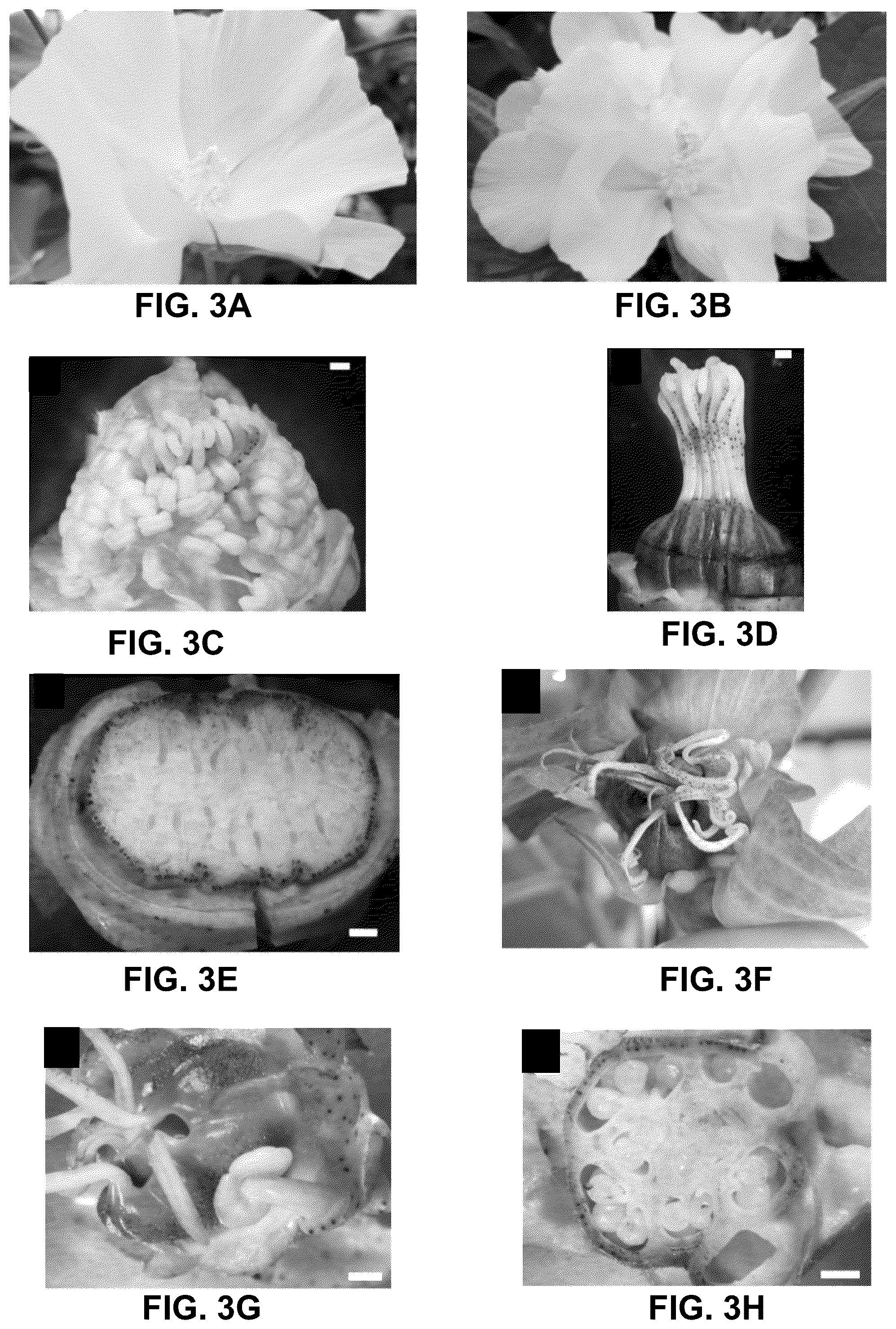 Patent US12460219 Figure 3 – Methods and systems for targeted modification of plant genes via meristem modulation and plants having engineered meristem modifications and other mutations