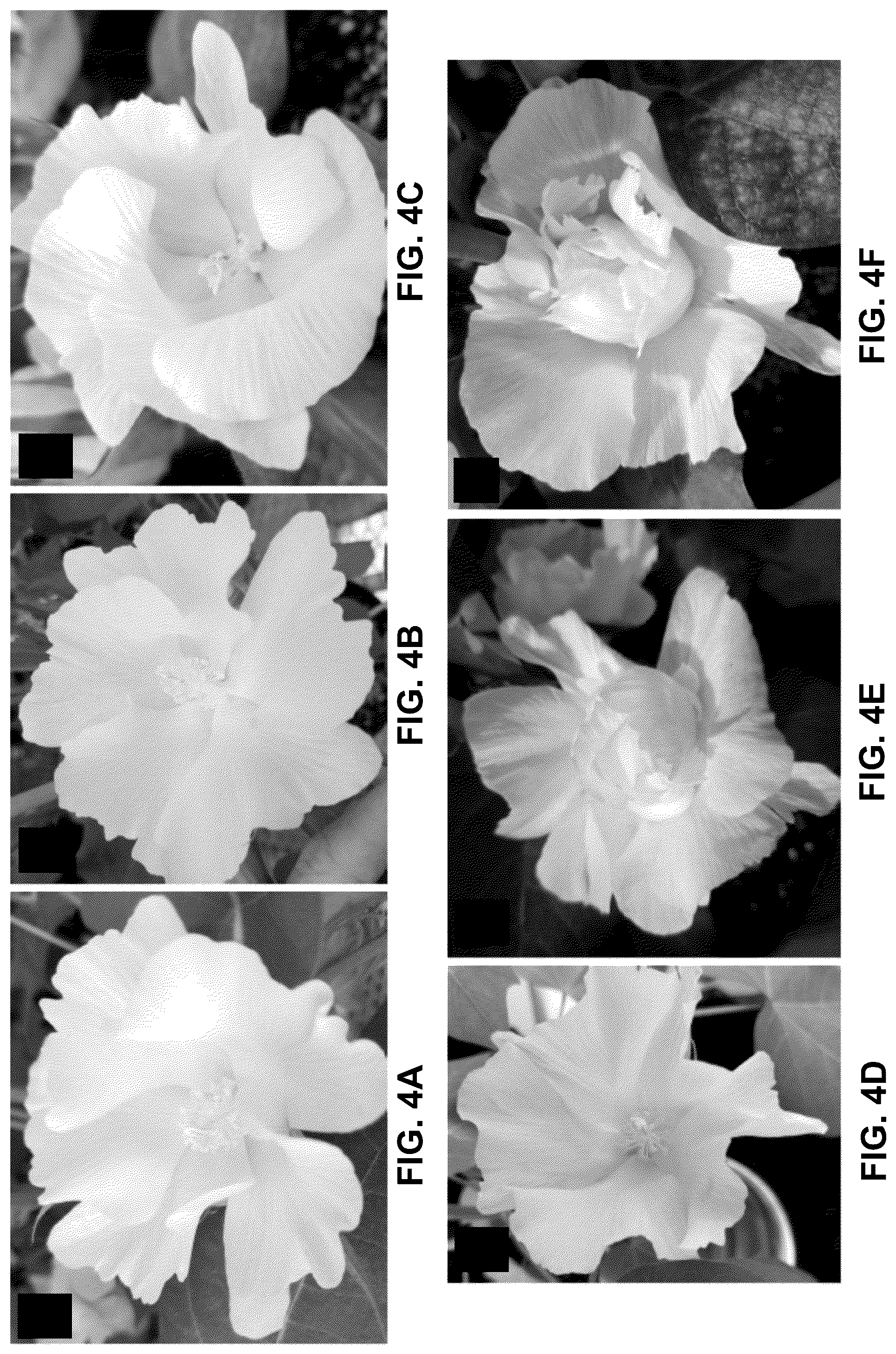 Patent US12460219 Figure 4 – Methods and systems for targeted modification of plant genes via meristem modulation and plants having engineered meristem modifications and other mutations