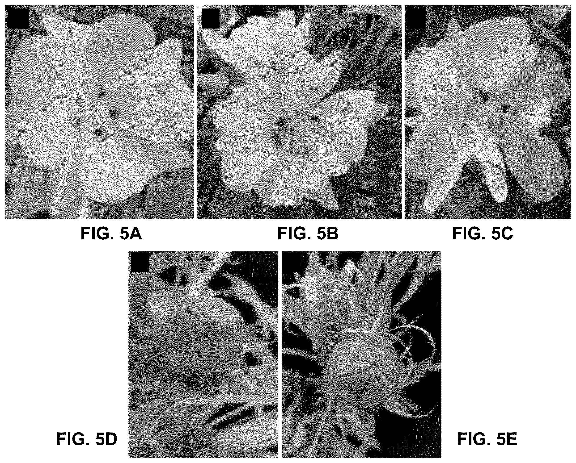 Patent US12460219 Figure 5 – Methods and systems for targeted modification of plant genes via meristem modulation and plants having engineered meristem modifications and other mutations