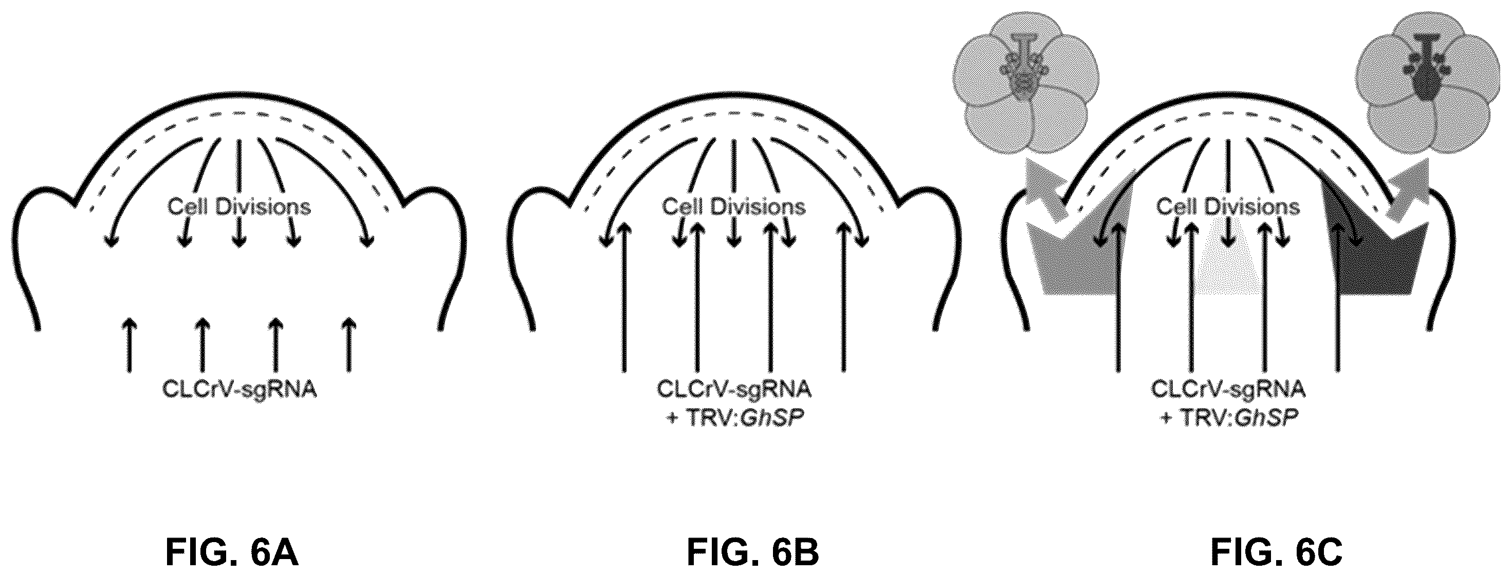 Patent US12460219 Figure 6 – Methods and systems for targeted modification of plant genes via meristem modulation and plants having engineered meristem modifications and other mutations