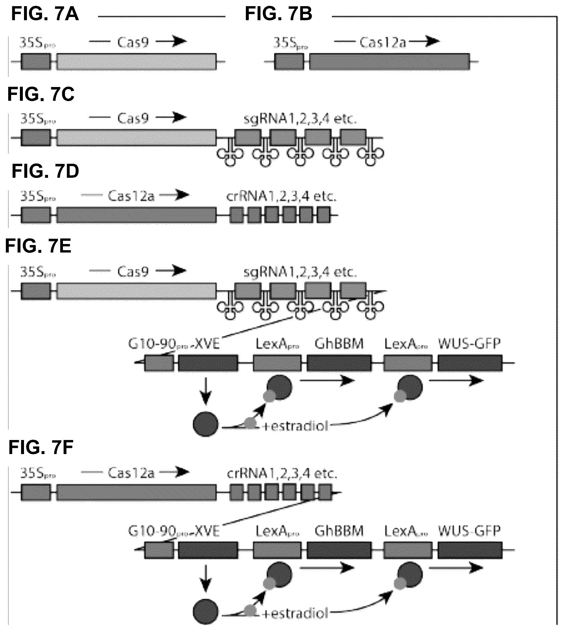 Patent US12460219 Figure 7 – Methods and systems for targeted modification of plant genes via meristem modulation and plants having engineered meristem modifications and other mutations