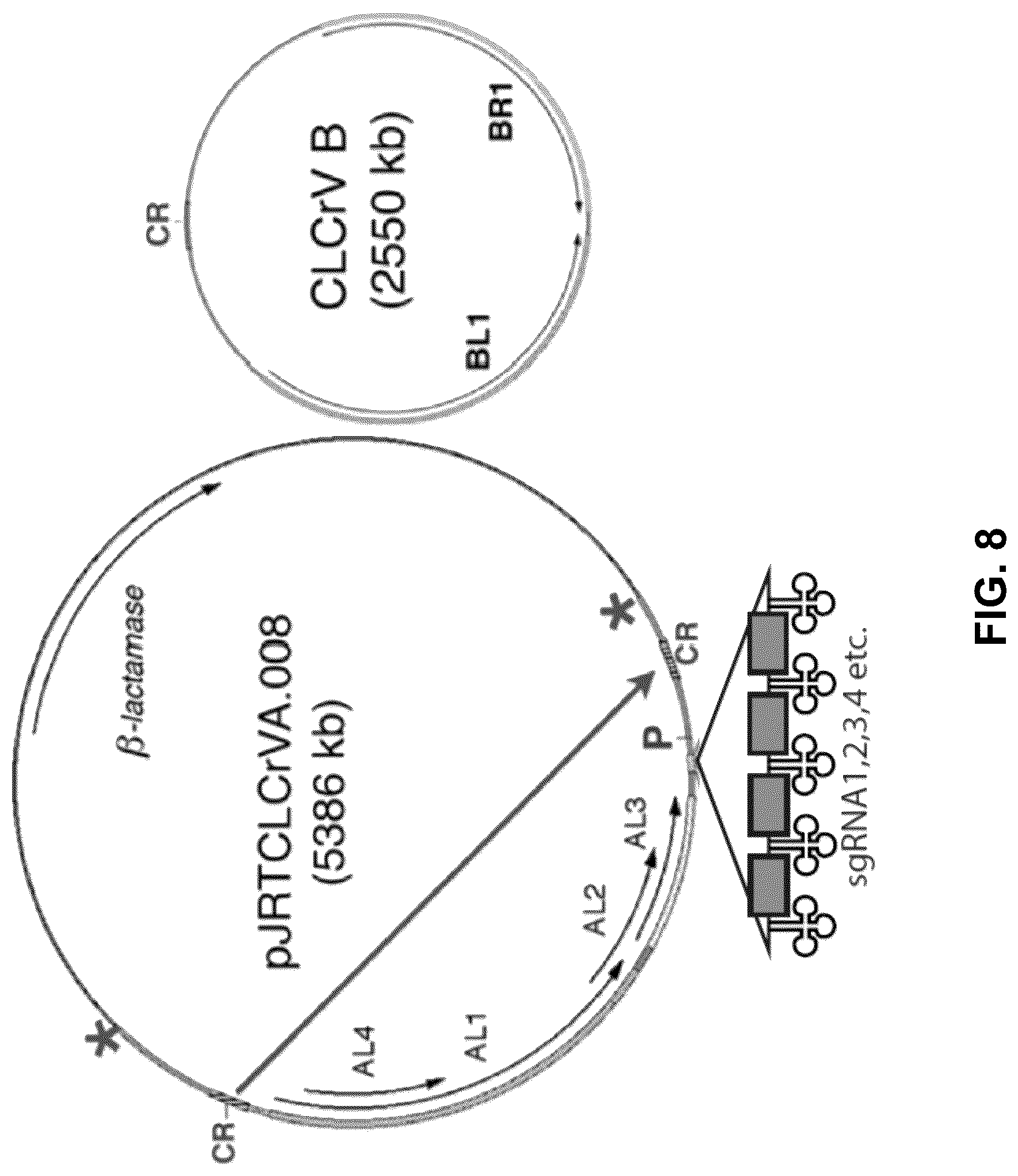 Patent US12460219 Figure 8 – Methods and systems for targeted modification of plant genes via meristem modulation and plants having engineered meristem modifications and other mutations