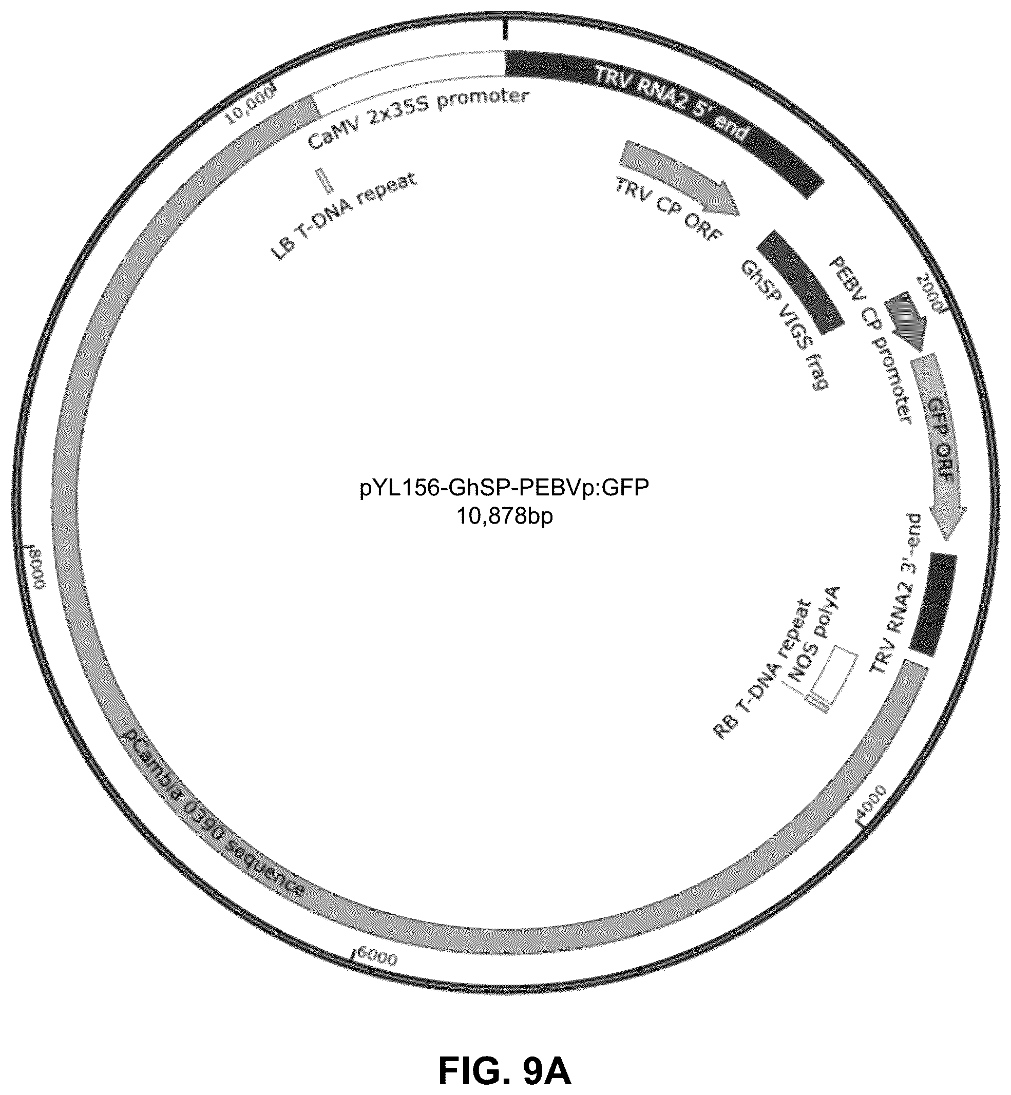 Patent US12460219 Figure 9 – Methods and systems for targeted modification of plant genes via meristem modulation and plants having engineered meristem modifications and other mutations
