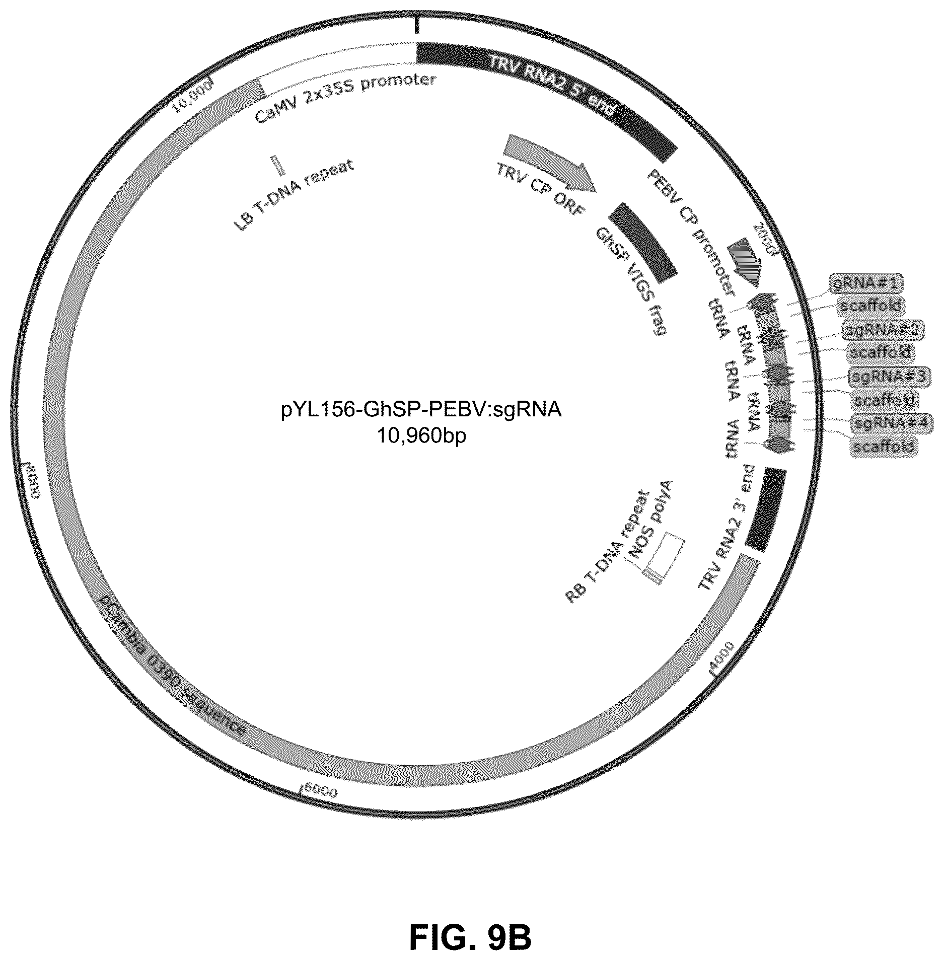 Patent US12460219 Figure 10 – Methods and systems for targeted modification of plant genes via meristem modulation and plants having engineered meristem modifications and other mutations