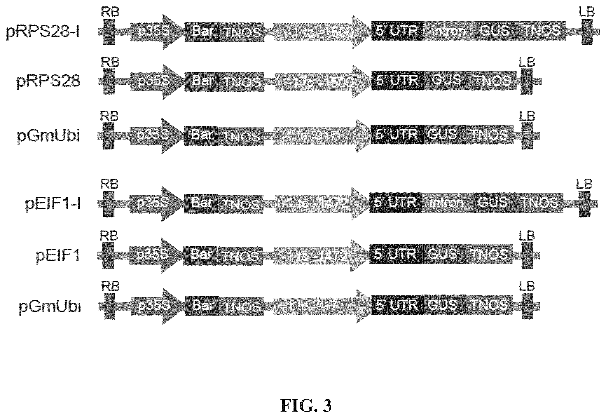Patent US12460220 Figure 7 – Method for promoting expression of foreign gene in soybean, arabidopsis or tobacco using gene promoter pEIF1 or pEIF1-I