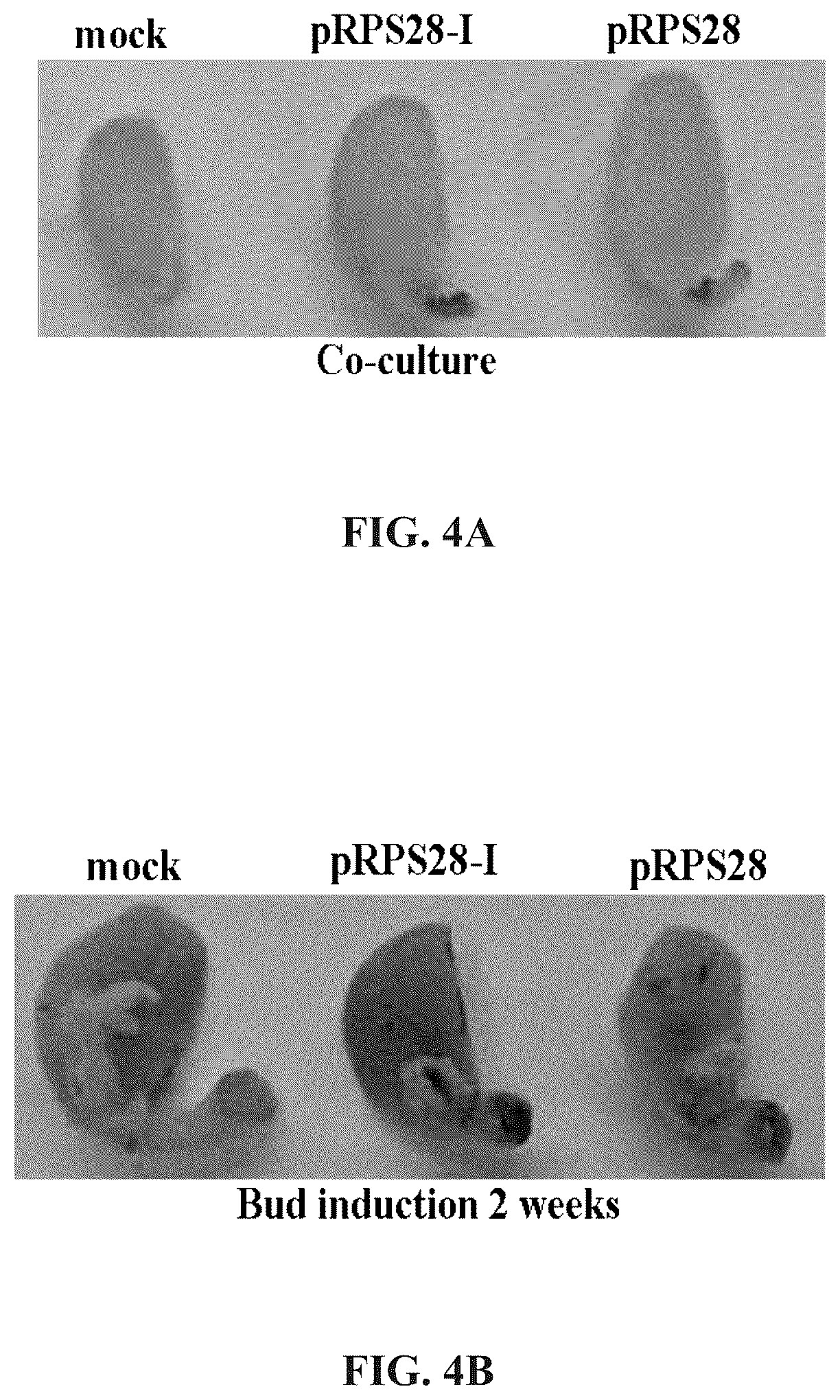 Patent US12460220 Figure 8 – Method for promoting expression of foreign gene in soybean, arabidopsis or tobacco using gene promoter pEIF1 or pEIF1-I