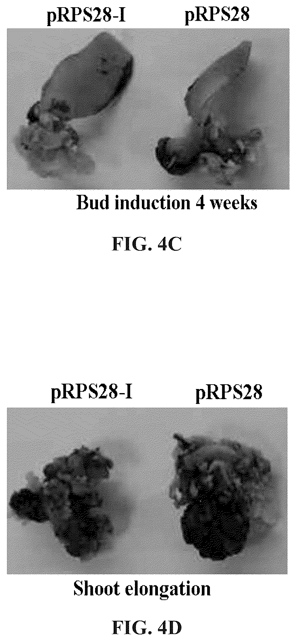 Patent US12460220 Figure 9 – Method for promoting expression of foreign gene in soybean, arabidopsis or tobacco using gene promoter pEIF1 or pEIF1-I