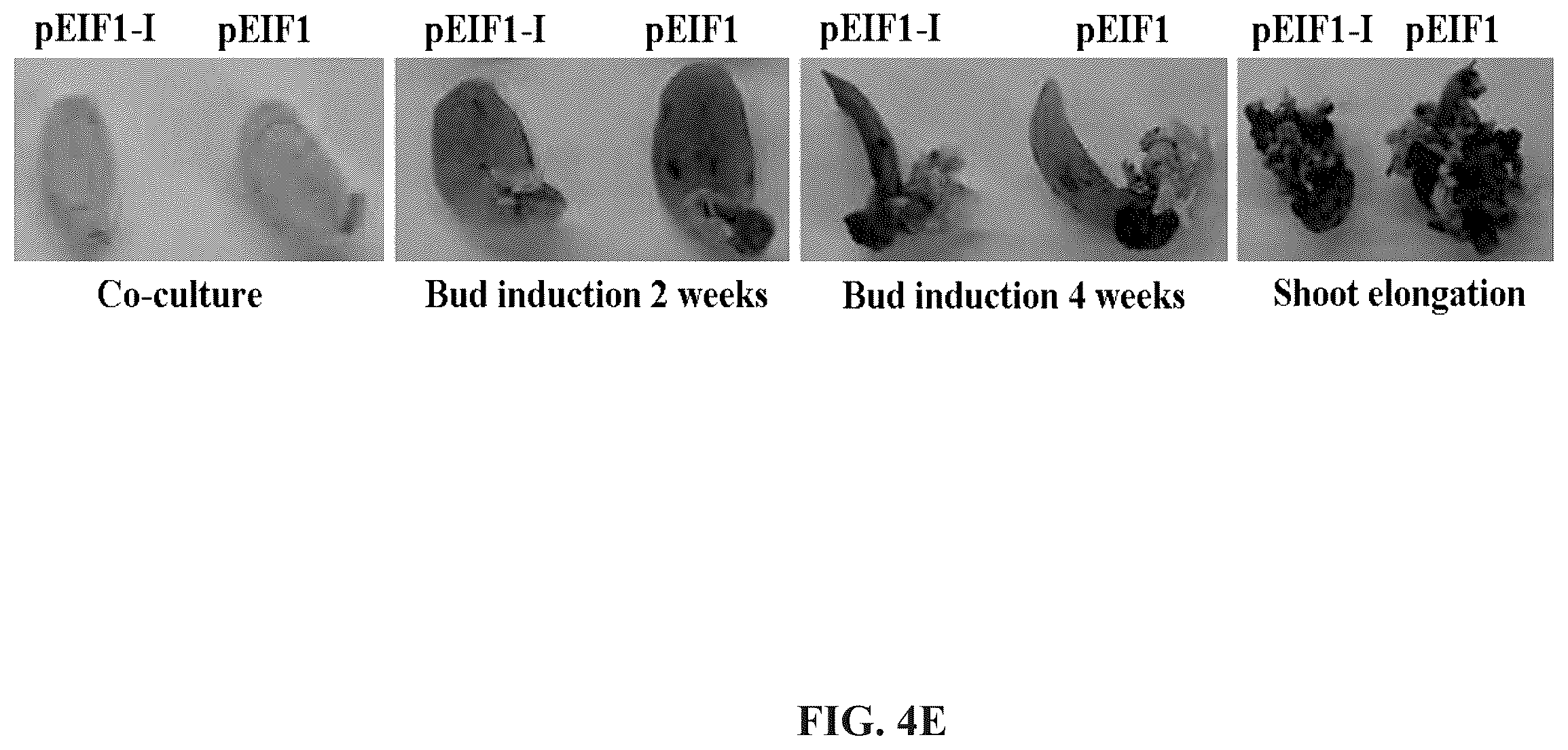 Patent US12460220 Figure 10 – Method for promoting expression of foreign gene in soybean, arabidopsis or tobacco using gene promoter pEIF1 or pEIF1-I