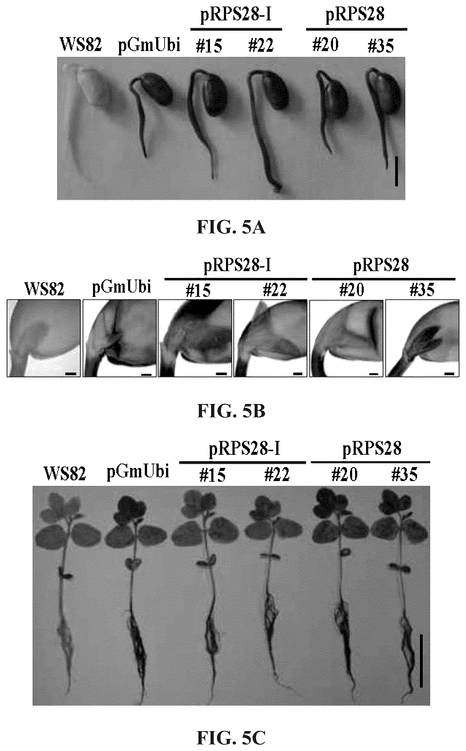 Patent US12460220 Figure 11 – Method for promoting expression of foreign gene in soybean, arabidopsis or tobacco using gene promoter pEIF1 or pEIF1-I