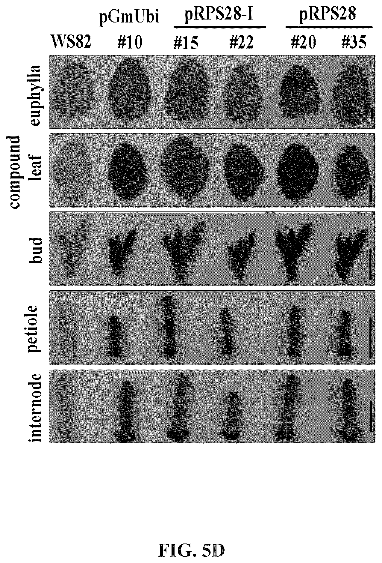 Patent US12460220 Figure 12 – Method for promoting expression of foreign gene in soybean, arabidopsis or tobacco using gene promoter pEIF1 or pEIF1-I