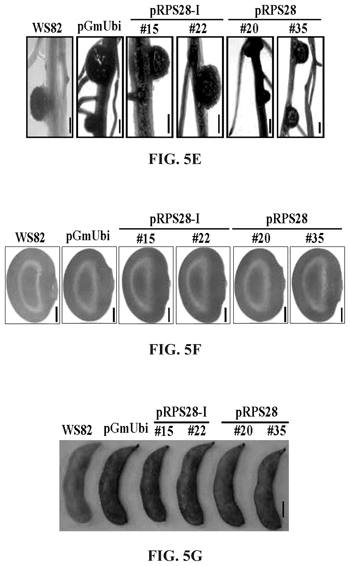 Patent US12460220 Figure 13 – Method for promoting expression of foreign gene in soybean, arabidopsis or tobacco using gene promoter pEIF1 or pEIF1-I