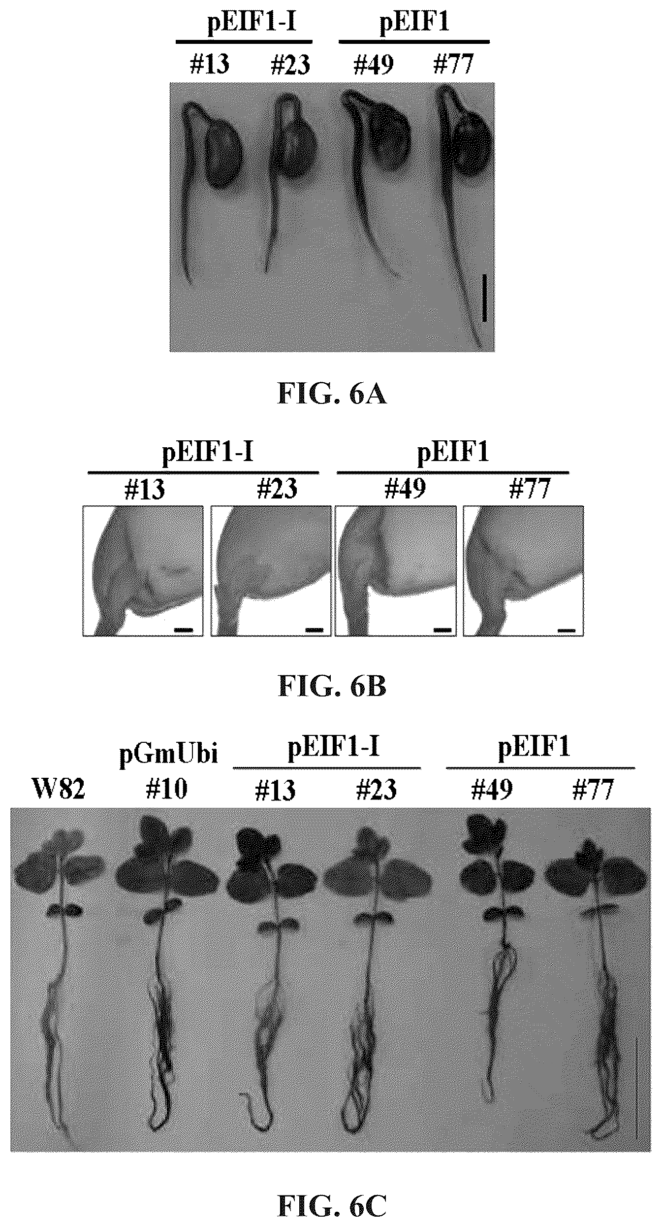 Patent US12460220 Figure 14 – Method for promoting expression of foreign gene in soybean, arabidopsis or tobacco using gene promoter pEIF1 or pEIF1-I