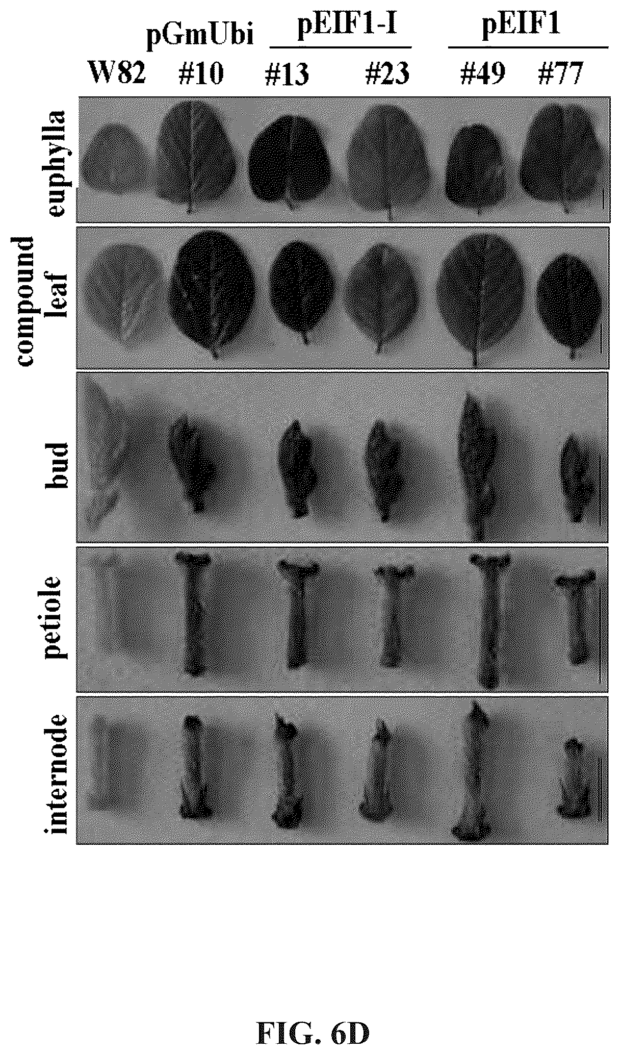 Patent US12460220 Figure 15 – Method for promoting expression of foreign gene in soybean, arabidopsis or tobacco using gene promoter pEIF1 or pEIF1-I