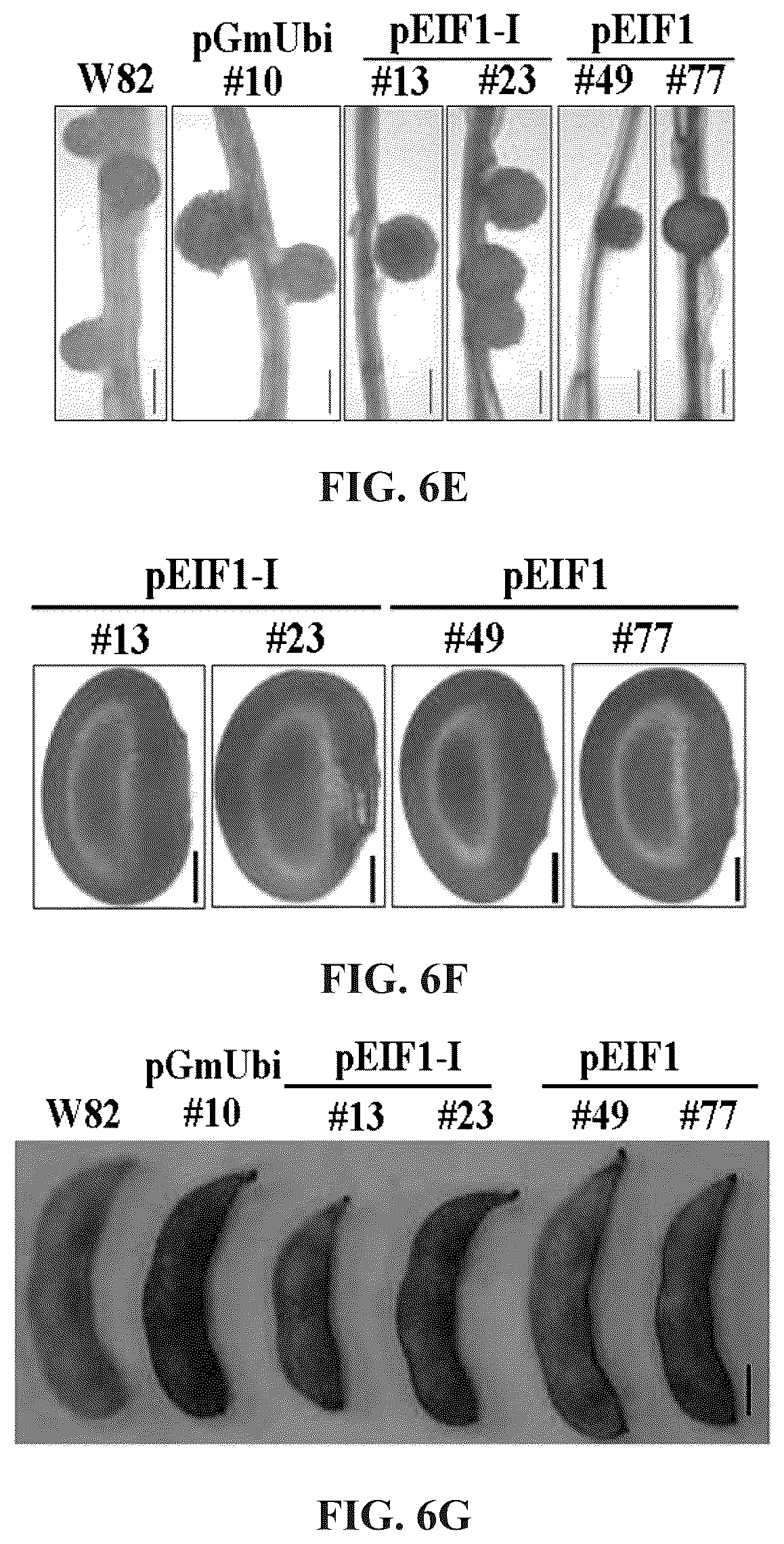 Patent US12460220 Figure 16 – Method for promoting expression of foreign gene in soybean, arabidopsis or tobacco using gene promoter pEIF1 or pEIF1-I