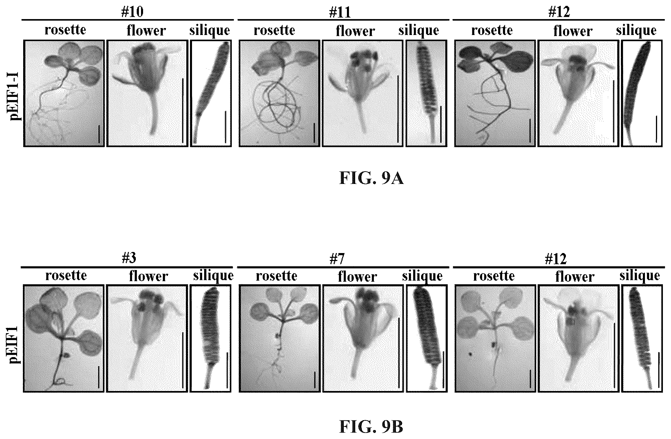 Patent US12460220 Figure 19 – Method for promoting expression of foreign gene in soybean, arabidopsis or tobacco using gene promoter pEIF1 or pEIF1-I