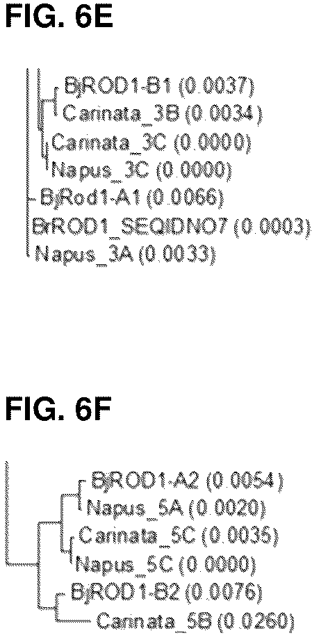 Patent US12460221 Figure 8 – Method for the production of high levels of PUFA in plants