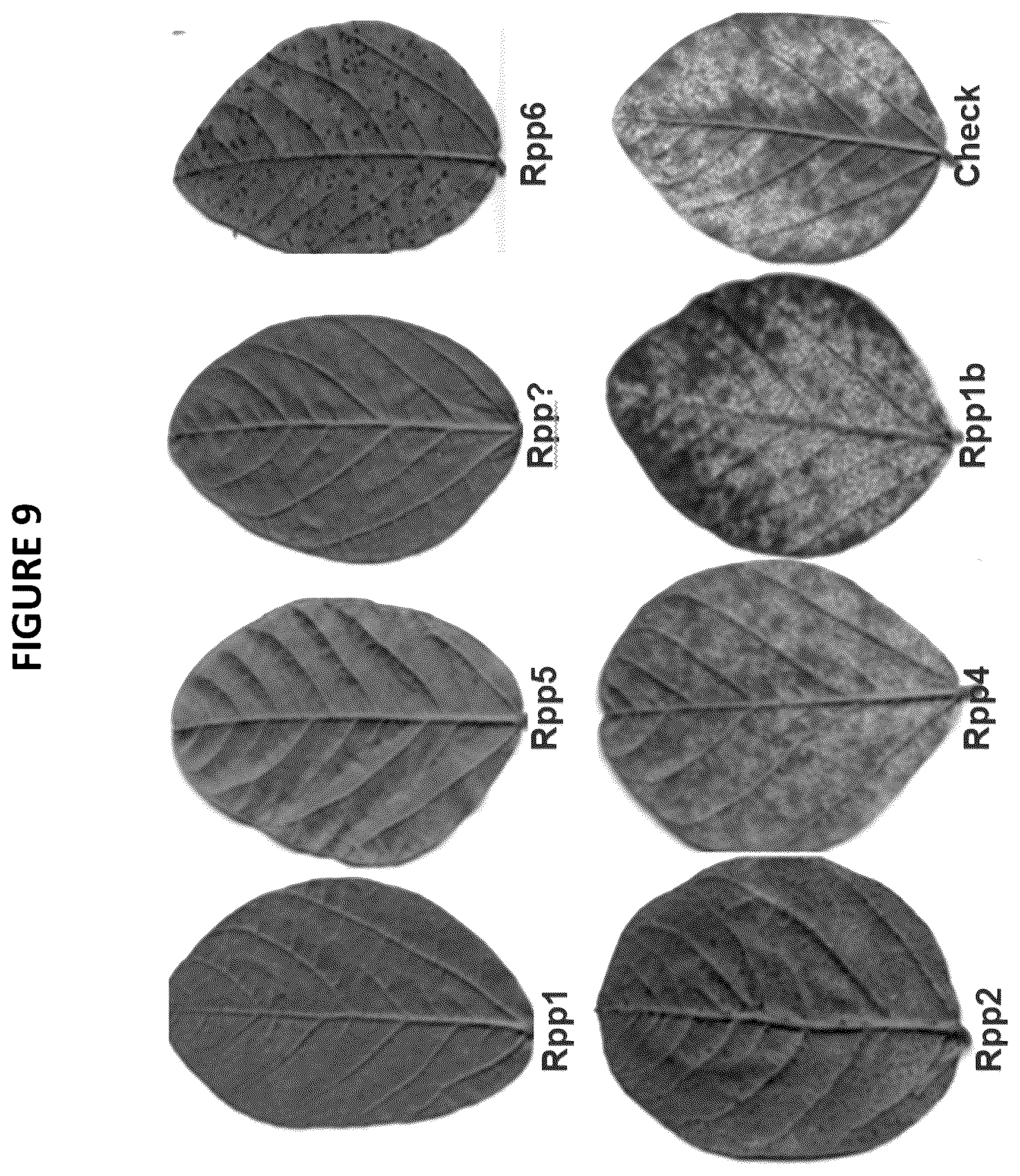 Patent US12460223 Figure 9 – Resistance genes associated with disease resistance in soybeans