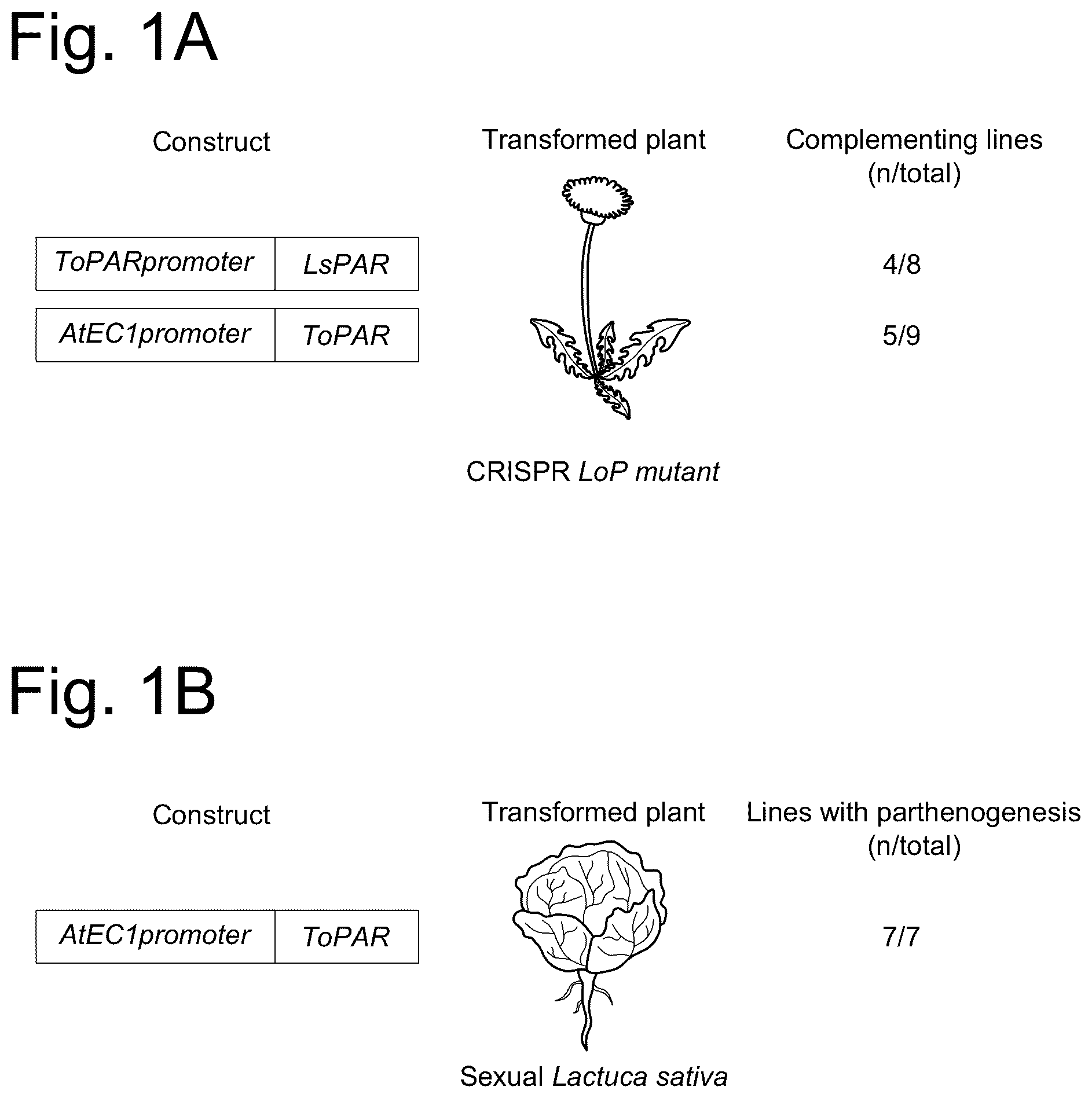 Patent US12460224 Figure 1 – Modified promoter of a parthenogenesis gene