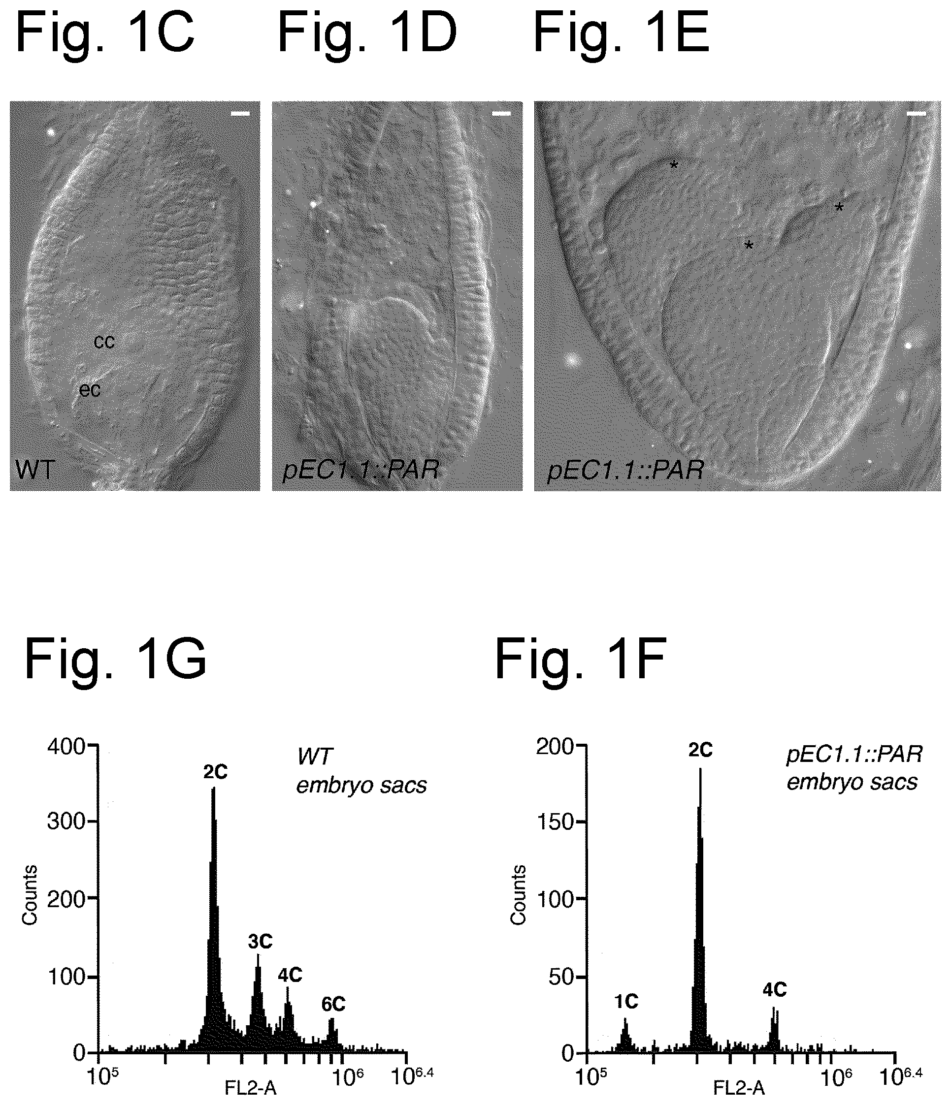 Patent US12460224 Figure 2 – Modified promoter of a parthenogenesis gene