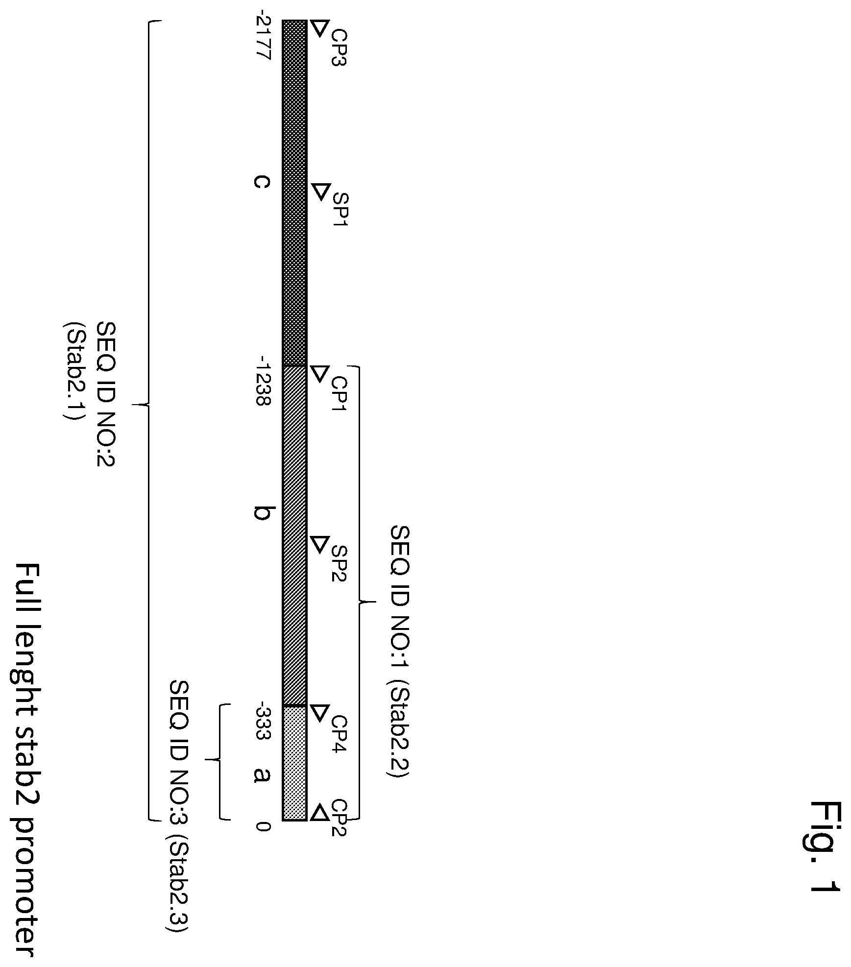 Patent US12460225 Figure 1 – Vector with an endothelial-specific promoter for treating factor V, VII, VIII, or IX deficiency