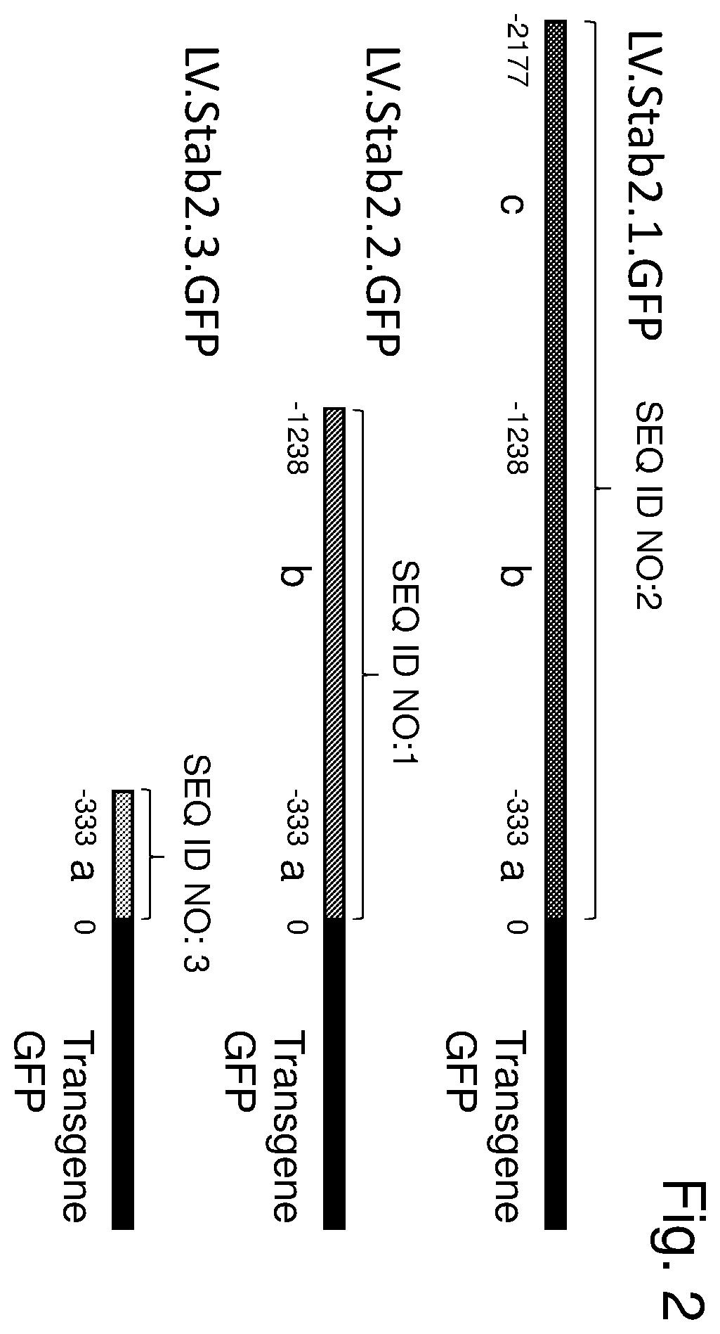 Patent US12460225 Figure 2 – Vector with an endothelial-specific promoter for treating factor V, VII, VIII, or IX deficiency