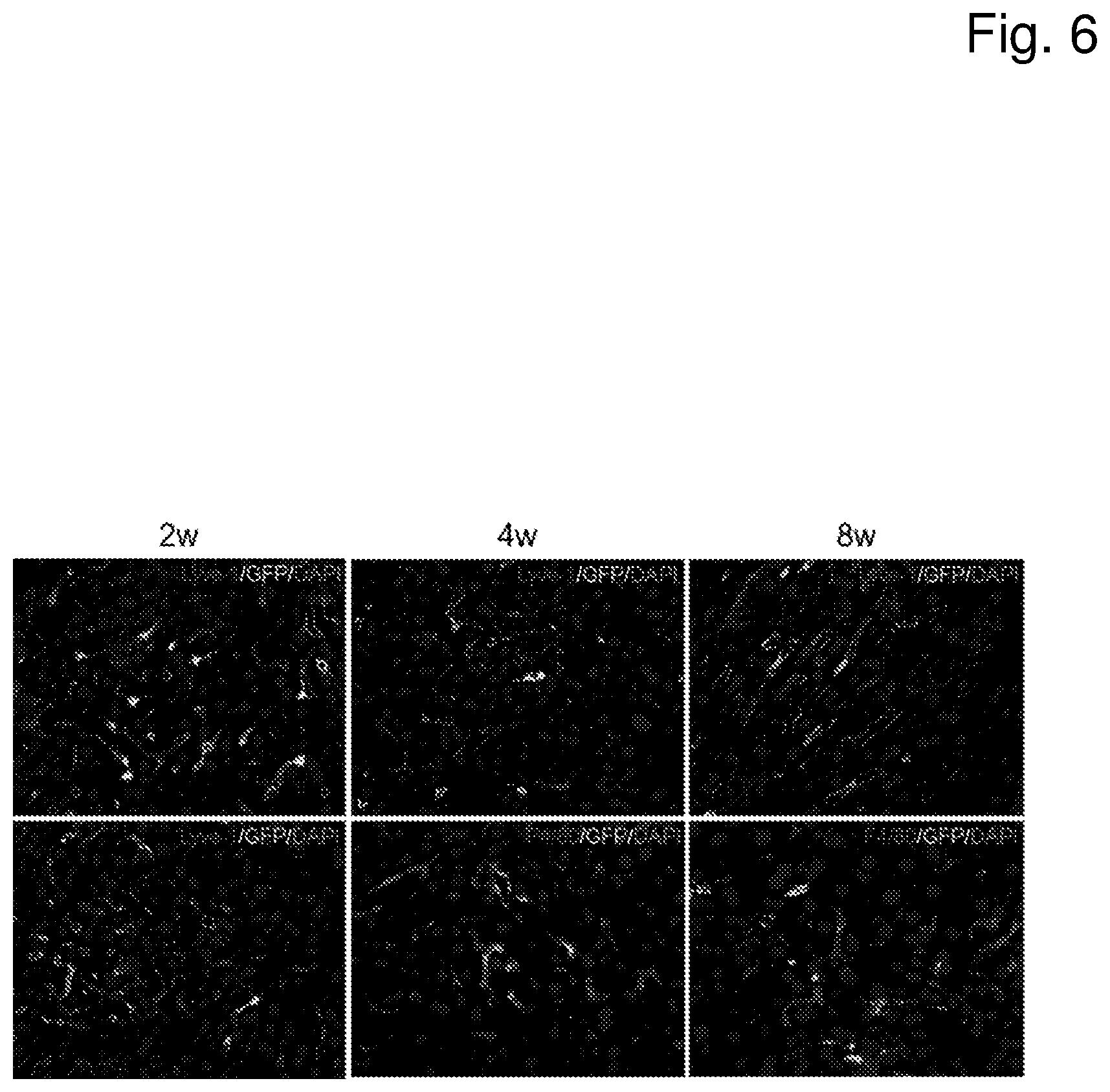 Patent US12460225 Figure 6 – Vector with an endothelial-specific promoter for treating factor V, VII, VIII, or IX deficiency