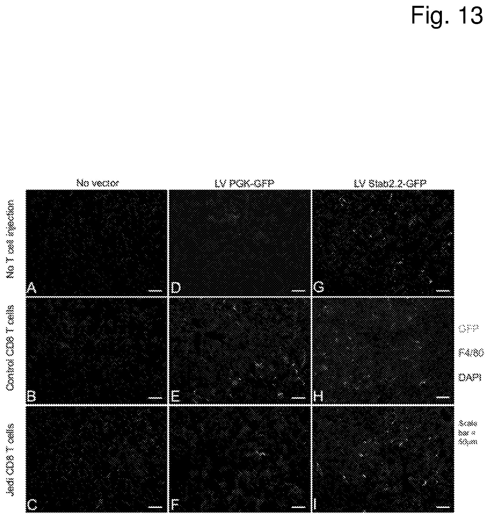 Patent US12460225 Figure 13 – Vector with an endothelial-specific promoter for treating factor V, VII, VIII, or IX deficiency