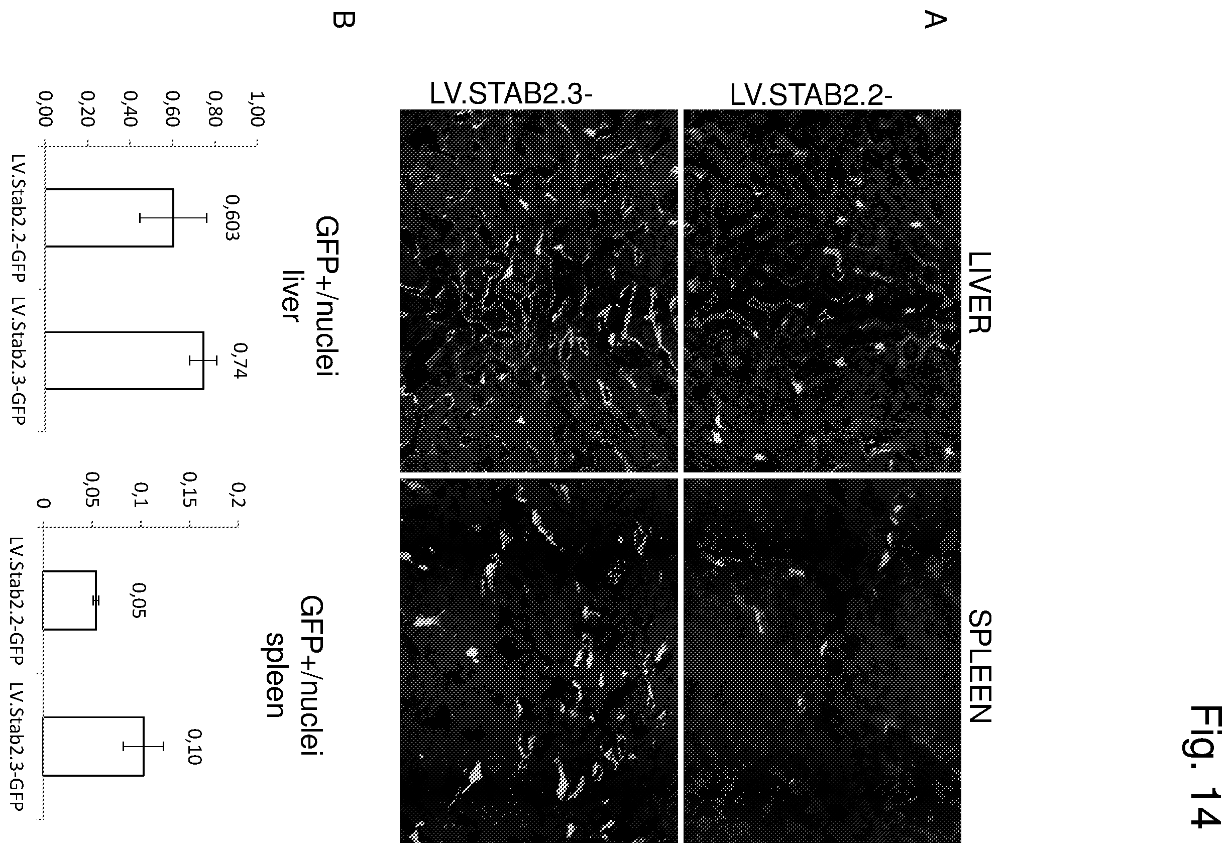 Patent US12460225 Figure 14 – Vector with an endothelial-specific promoter for treating factor V, VII, VIII, or IX deficiency