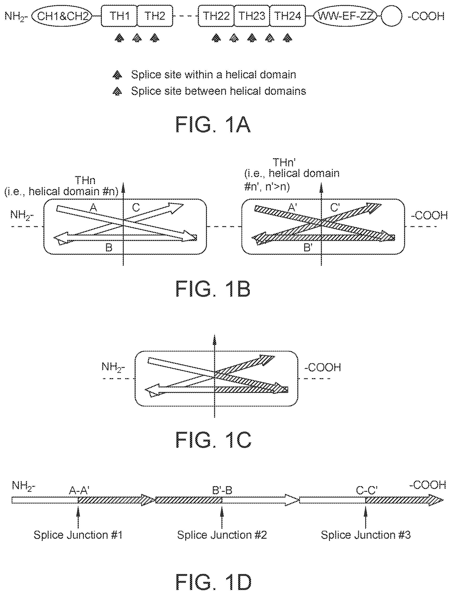 Patent US12460226 — Compositions and methods for treating duchenne muscular dystrophy — Figure 1