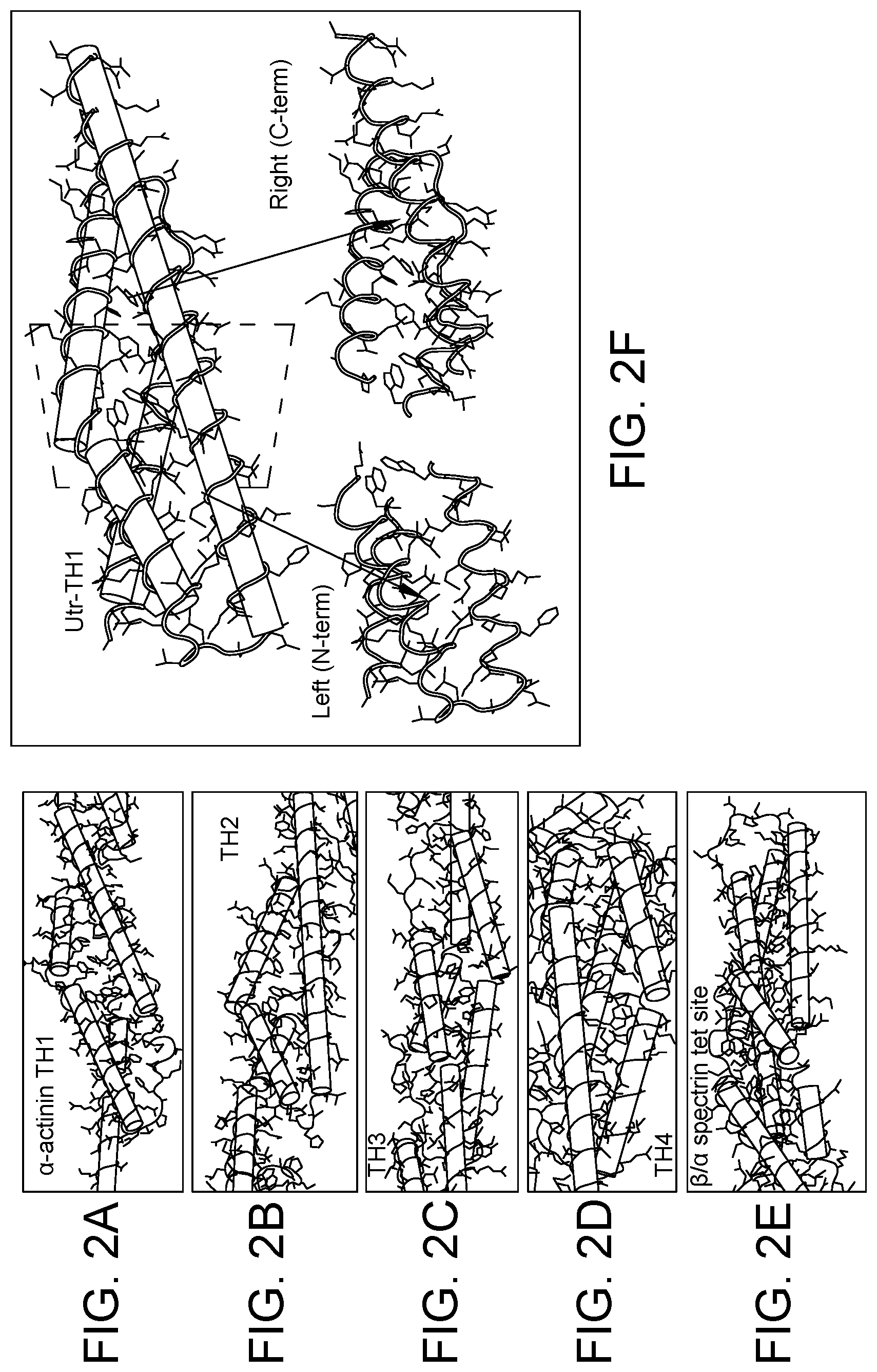 Patent US12460226 Figure 2 – Compositions and methods for treating duchenne muscular dystrophy