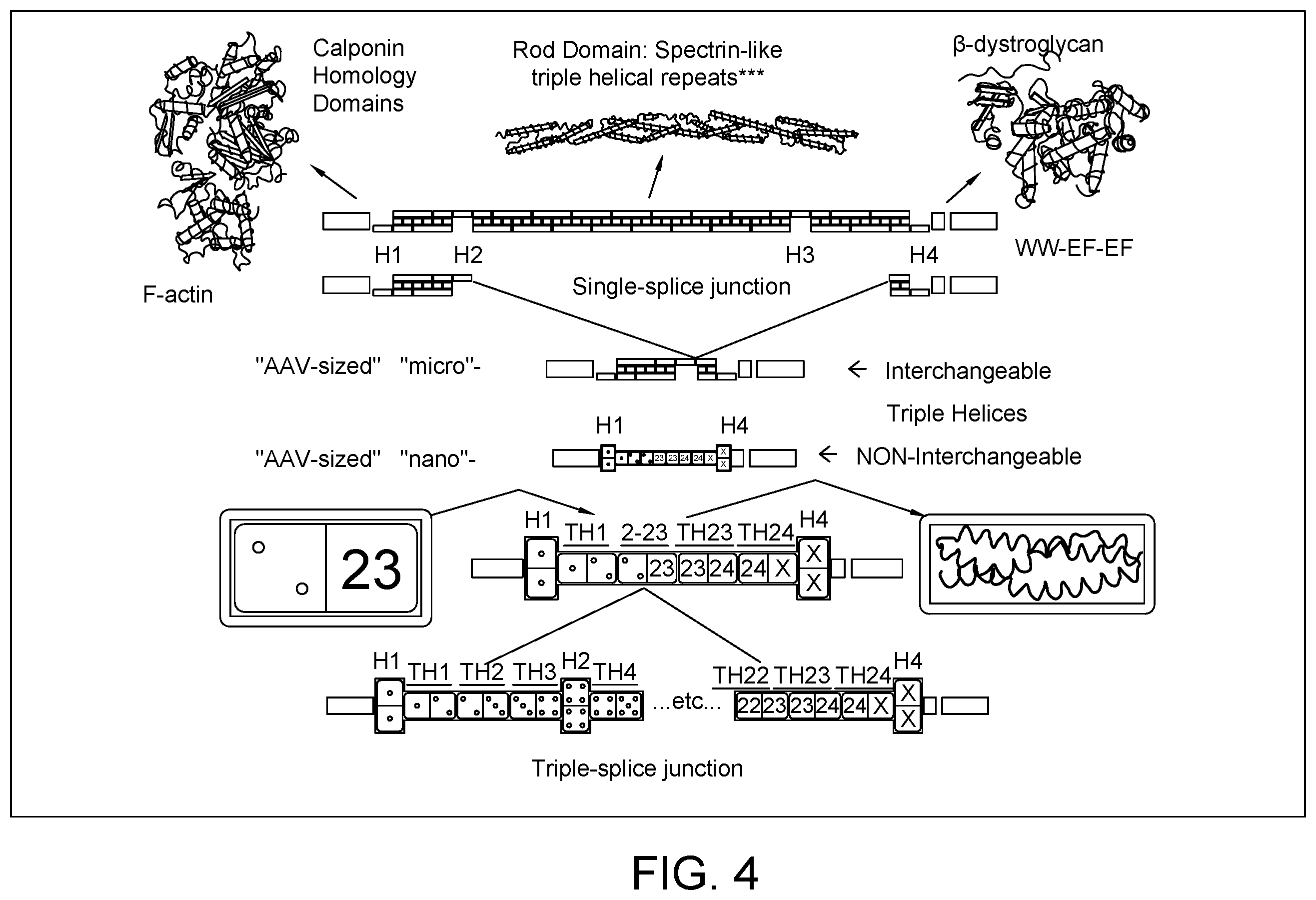 Patent US12460226 Figure 4 – Compositions and methods for treating duchenne muscular dystrophy