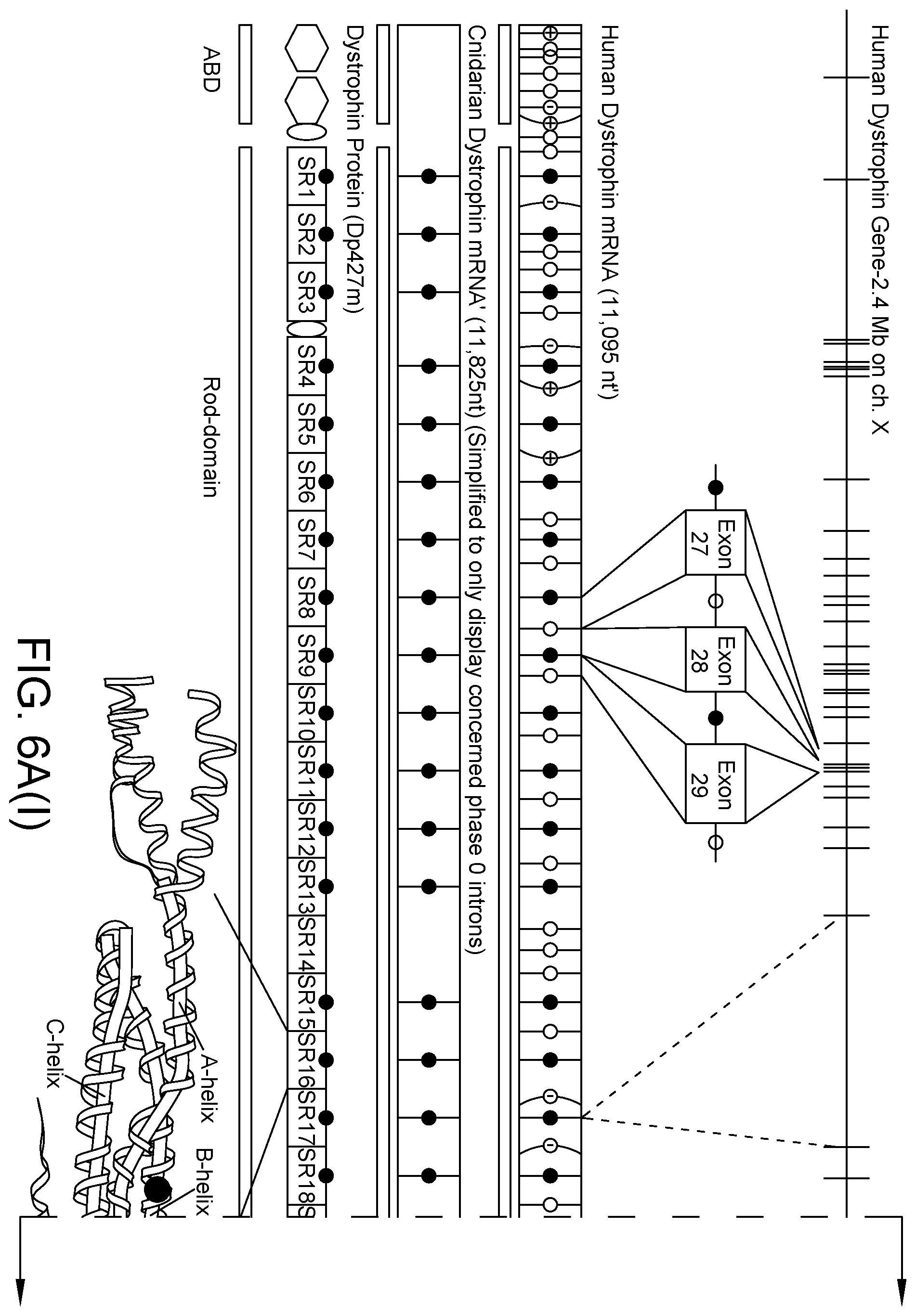 Patent US12460226 Figure 6 – Compositions and methods for treating duchenne muscular dystrophy