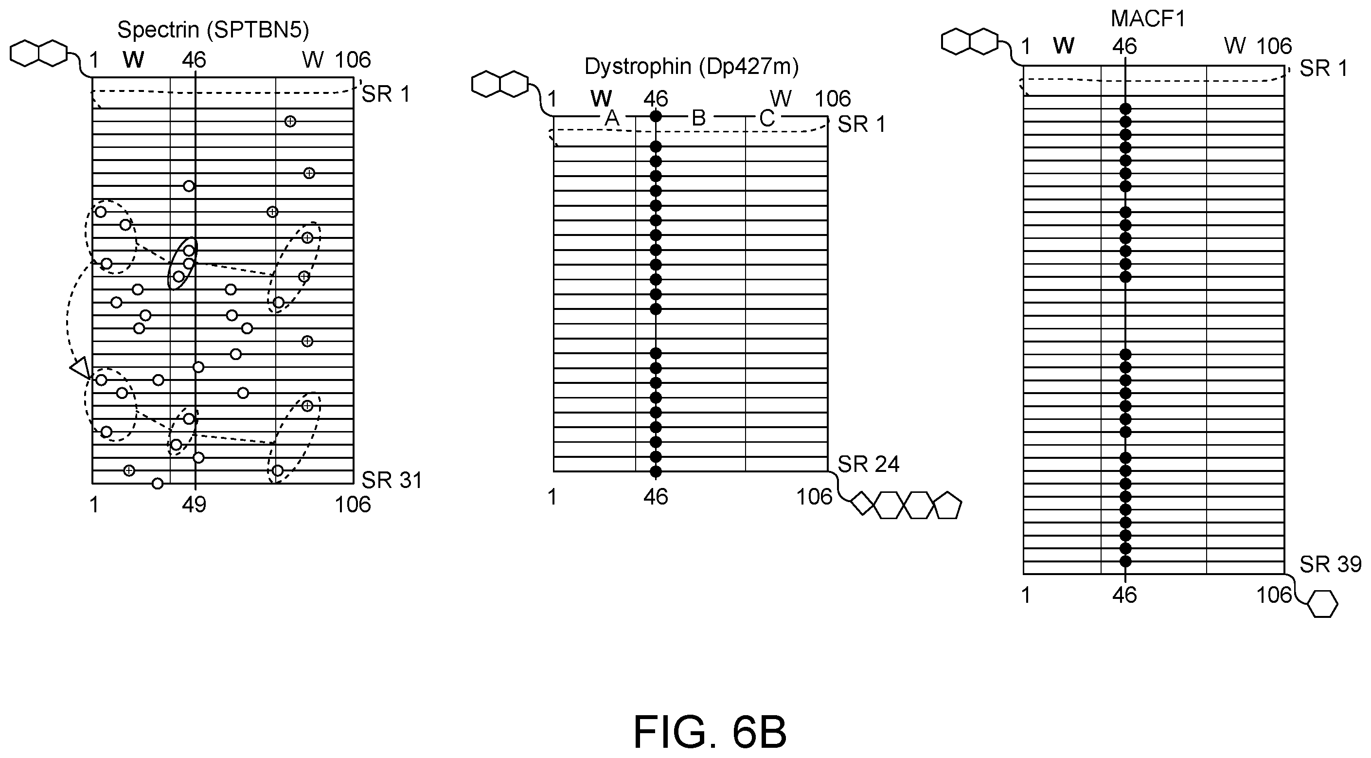 Patent US12460226 Figure 8 – Compositions and methods for treating duchenne muscular dystrophy