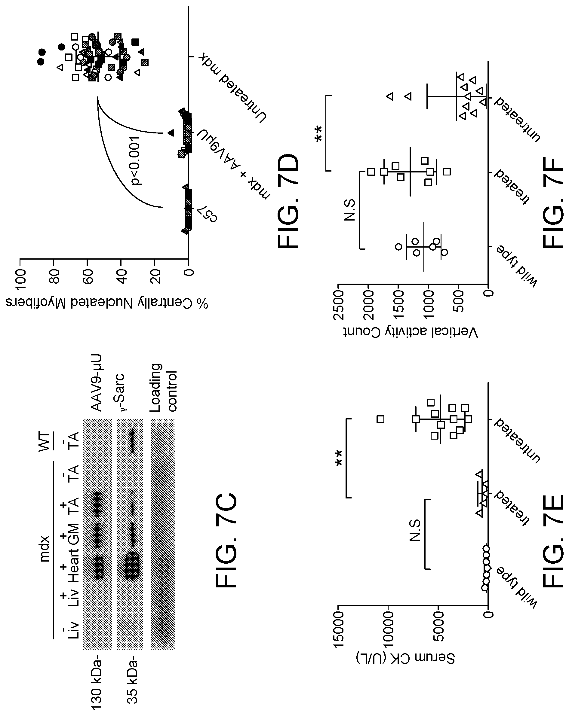 Patent US12460226 Figure 11 – Compositions and methods for treating duchenne muscular dystrophy
