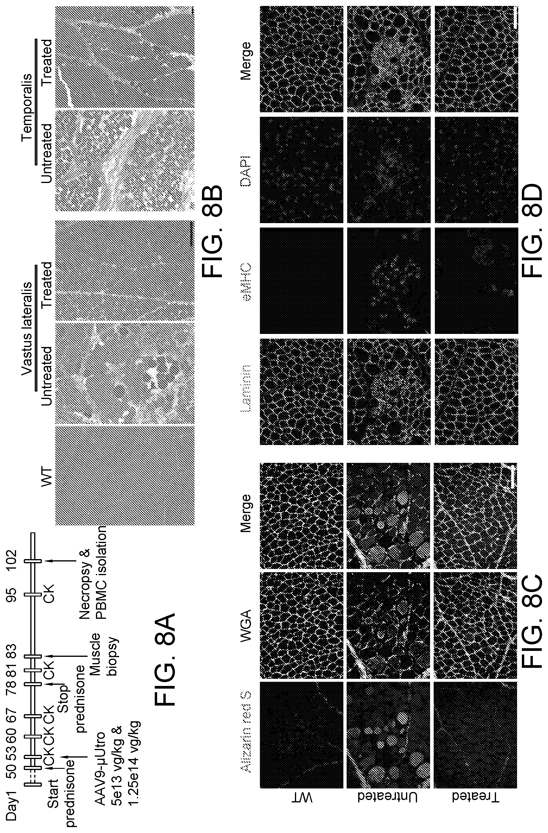 Patent US12460226 Figure 12 – Compositions and methods for treating duchenne muscular dystrophy