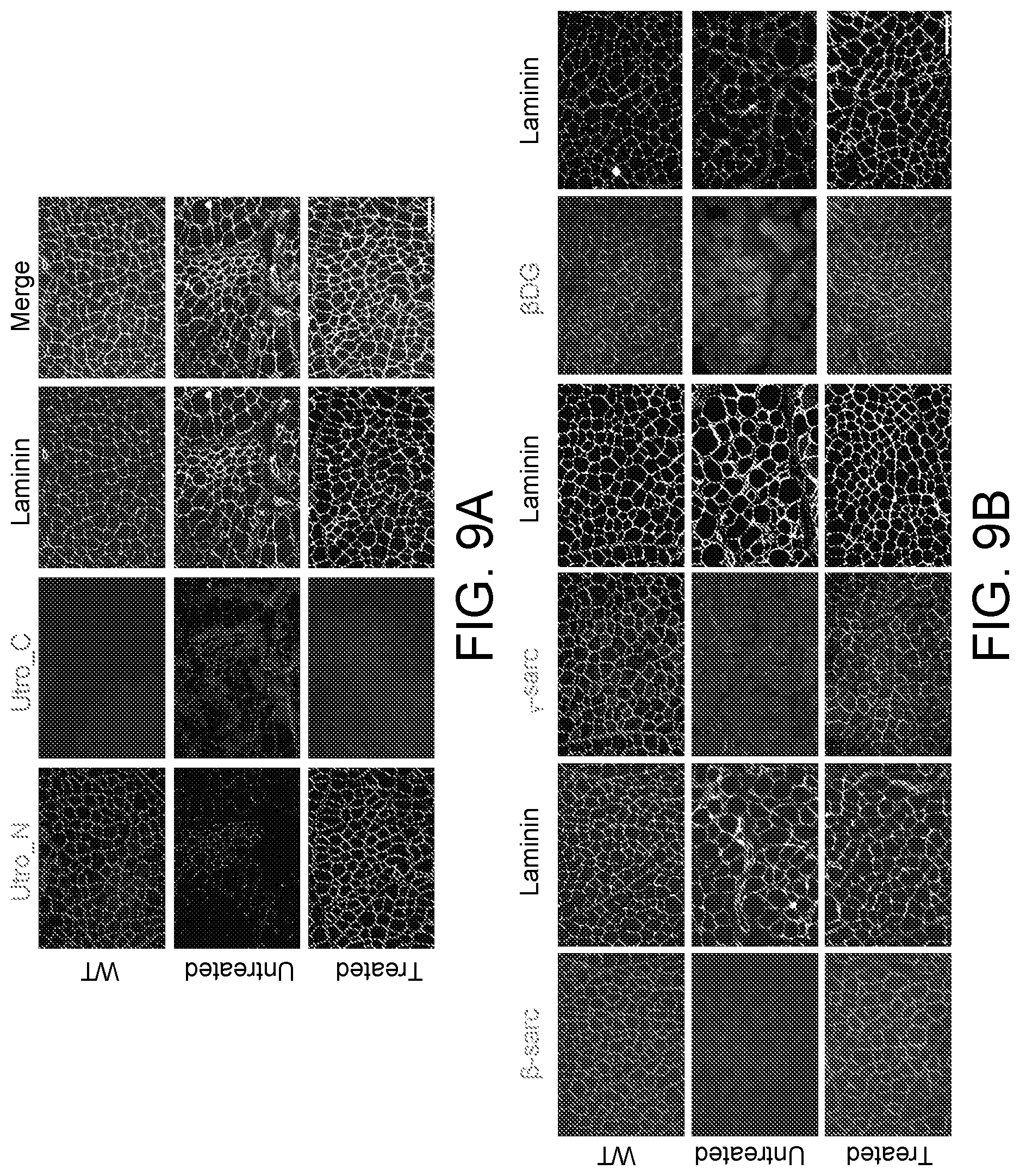 Patent US12460226 Figure 14 – Compositions and methods for treating duchenne muscular dystrophy