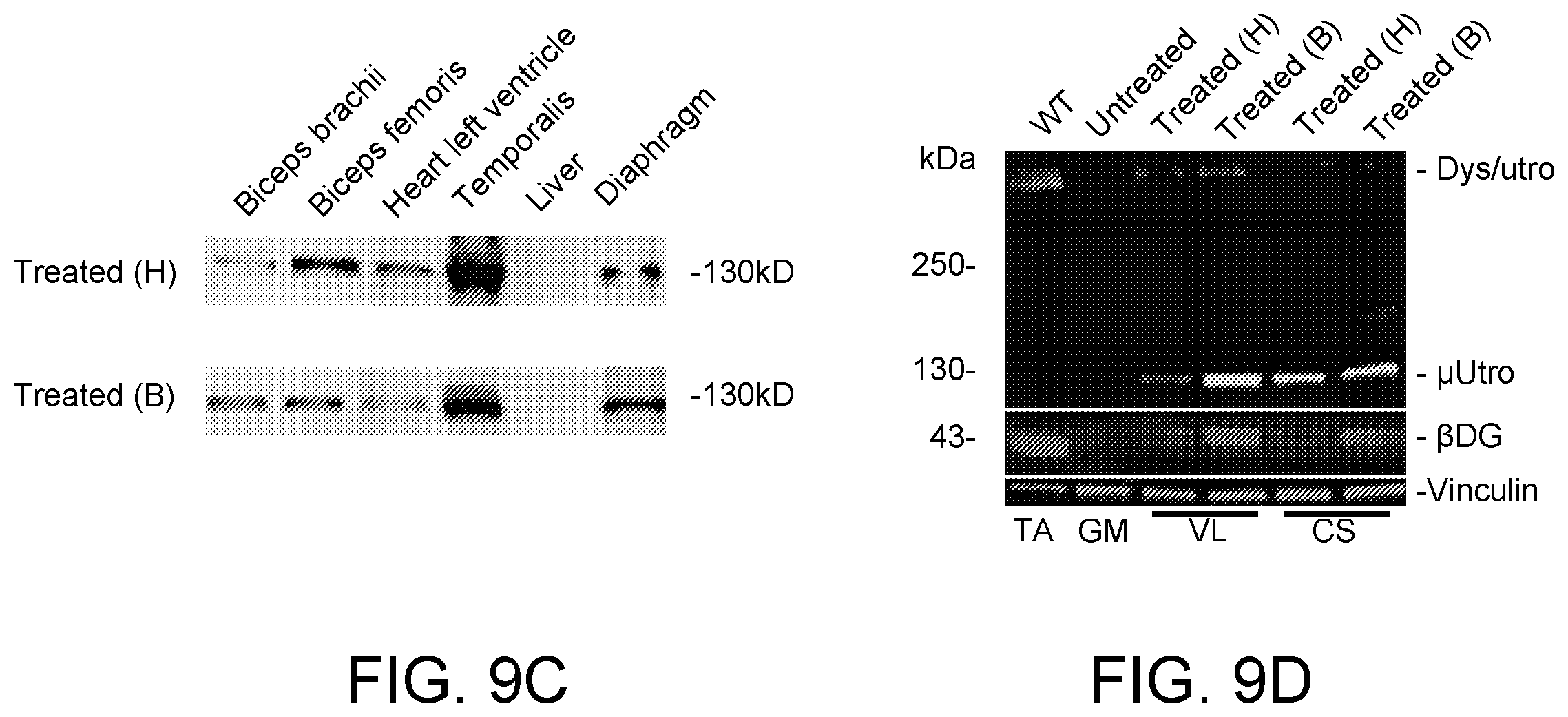 Patent US12460226 Figure 15 – Compositions and methods for treating duchenne muscular dystrophy
