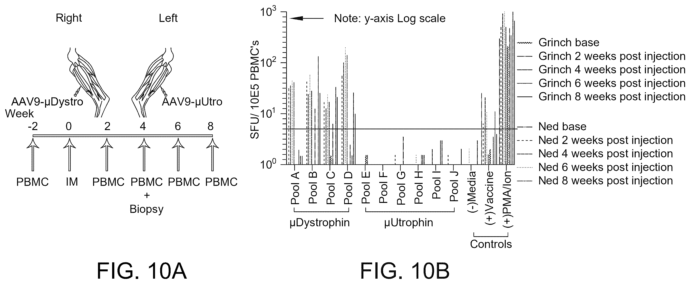 Patent US12460226 Figure 16 – Compositions and methods for treating duchenne muscular dystrophy