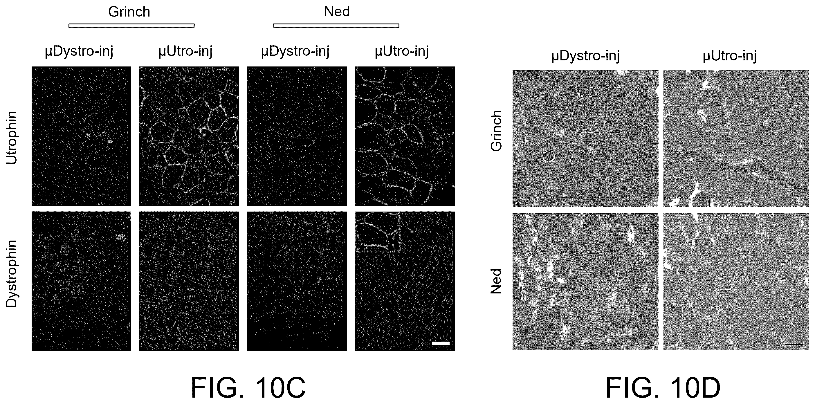 Patent US12460226 Figure 17 – Compositions and methods for treating duchenne muscular dystrophy