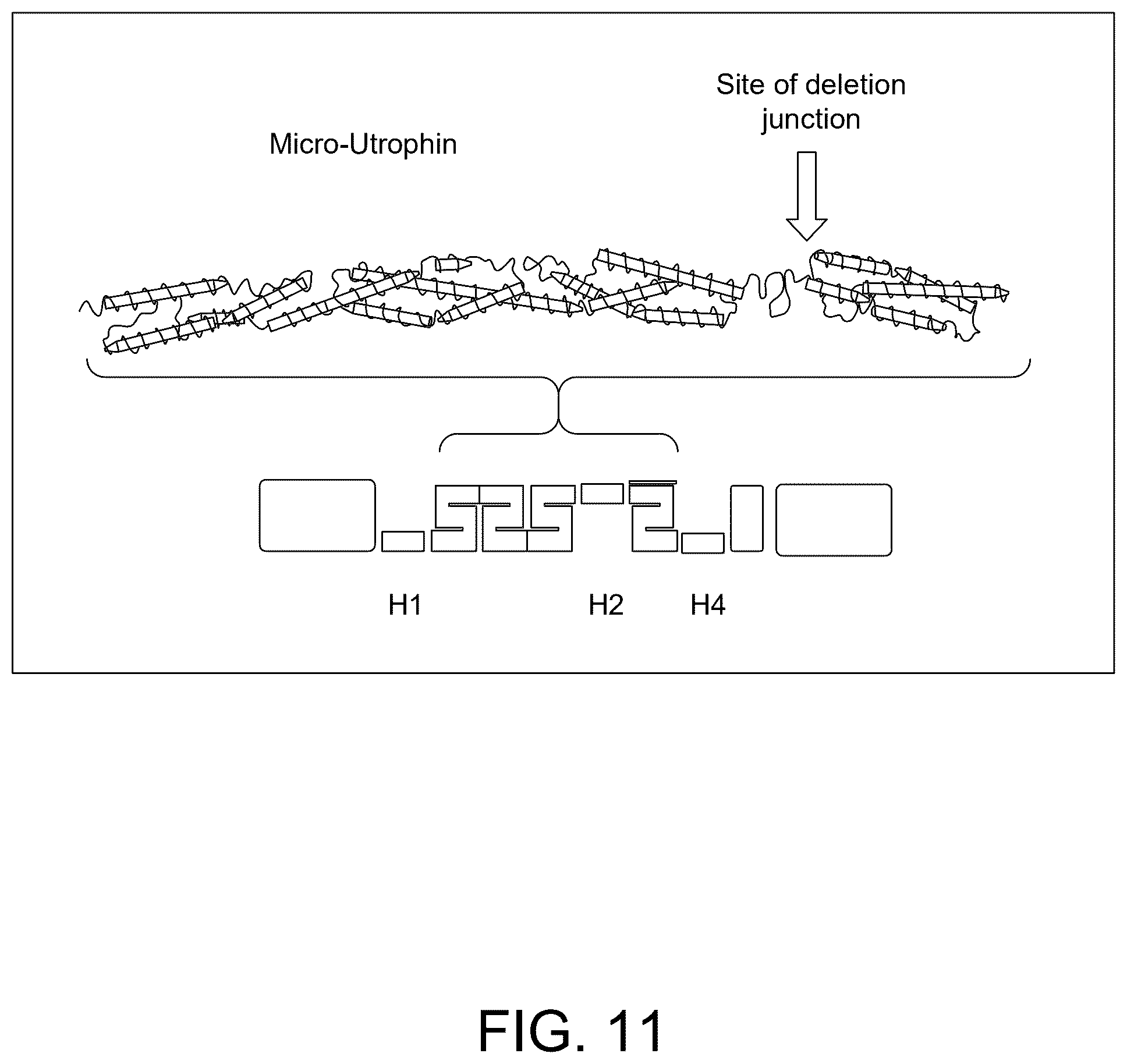 Patent US12460226 Figure 18 – Compositions and methods for treating duchenne muscular dystrophy