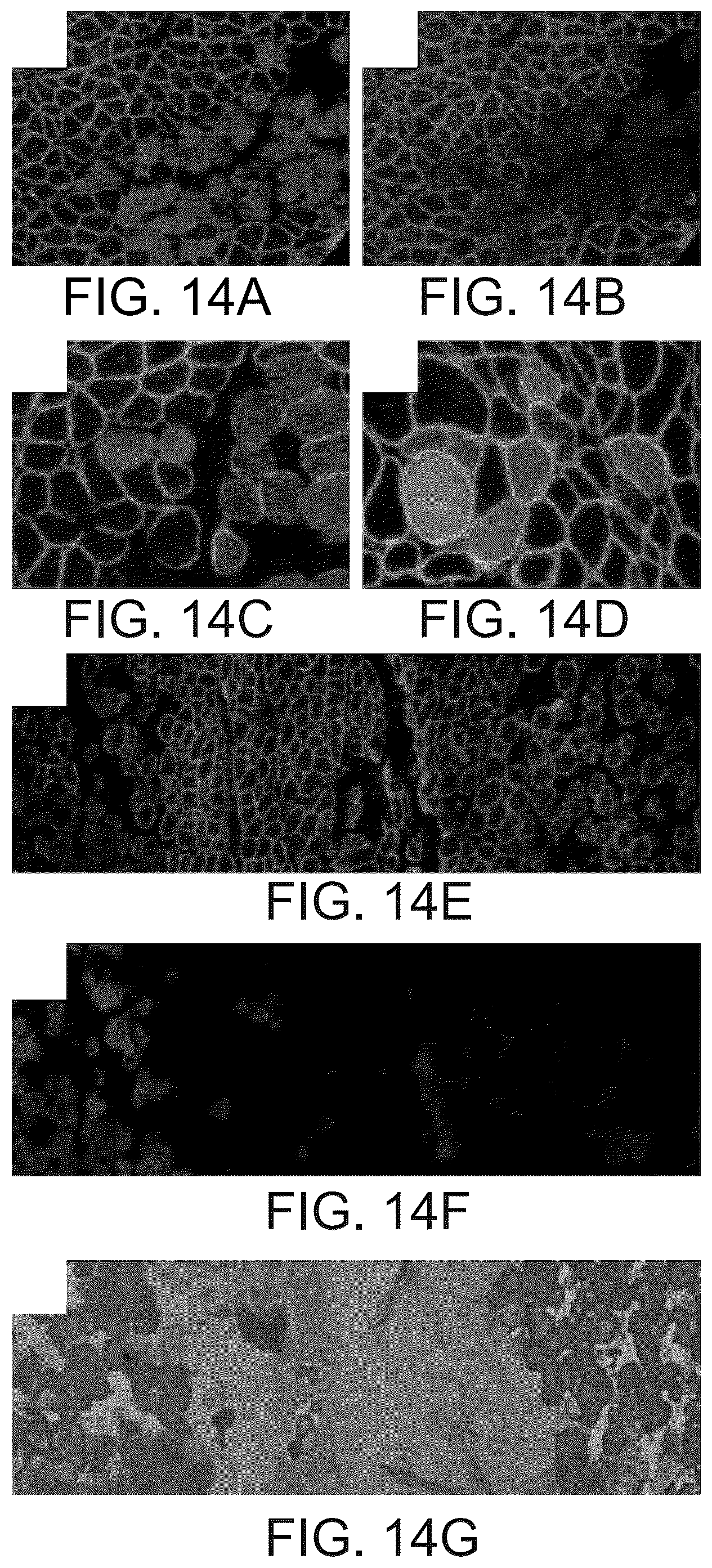 Patent US12460226 Figure 20 – Compositions and methods for treating duchenne muscular dystrophy