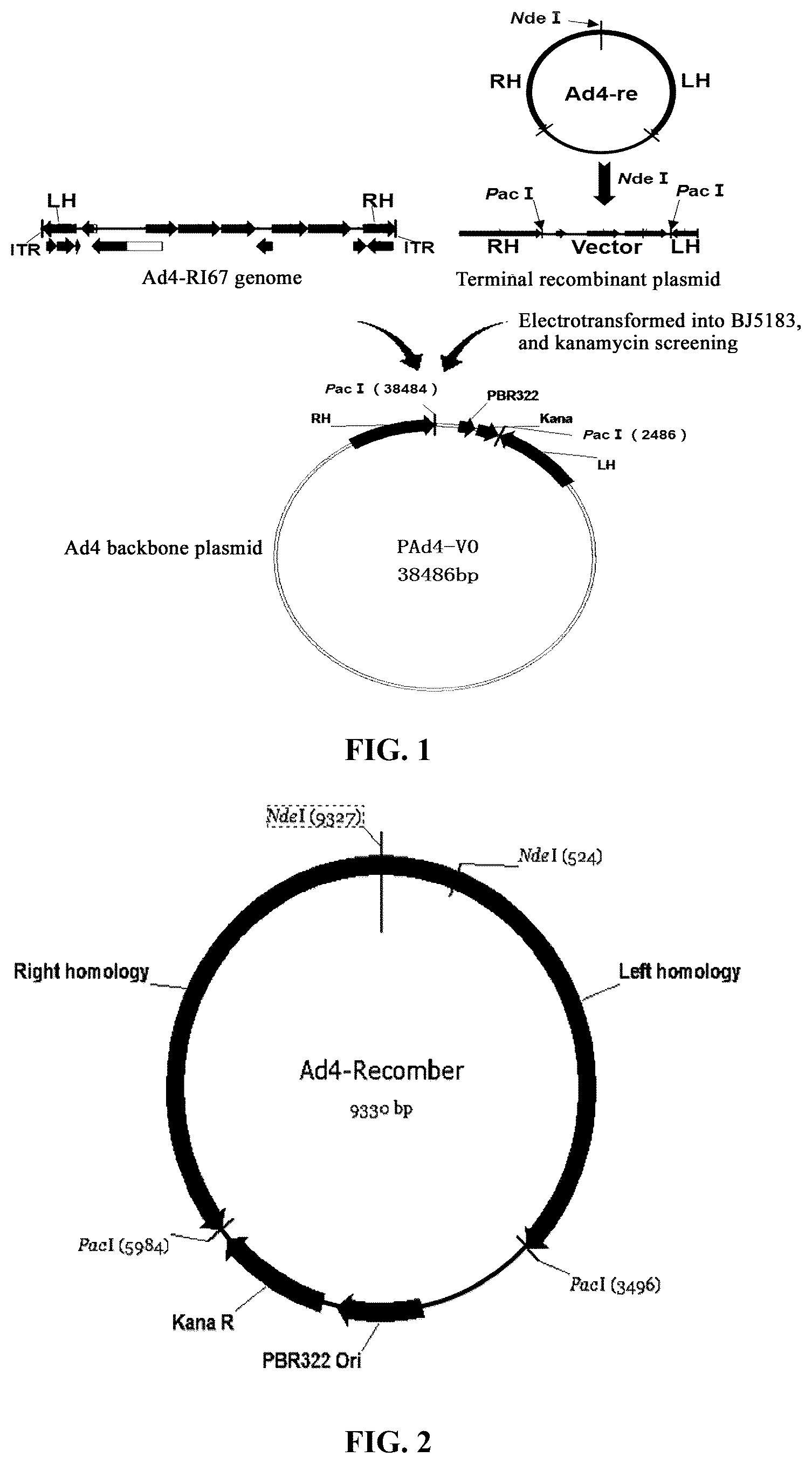 Patent US12460227 Figure 1 – Single plasmid vector system for packaging recombinant human adenovirus type 4 and application thereof