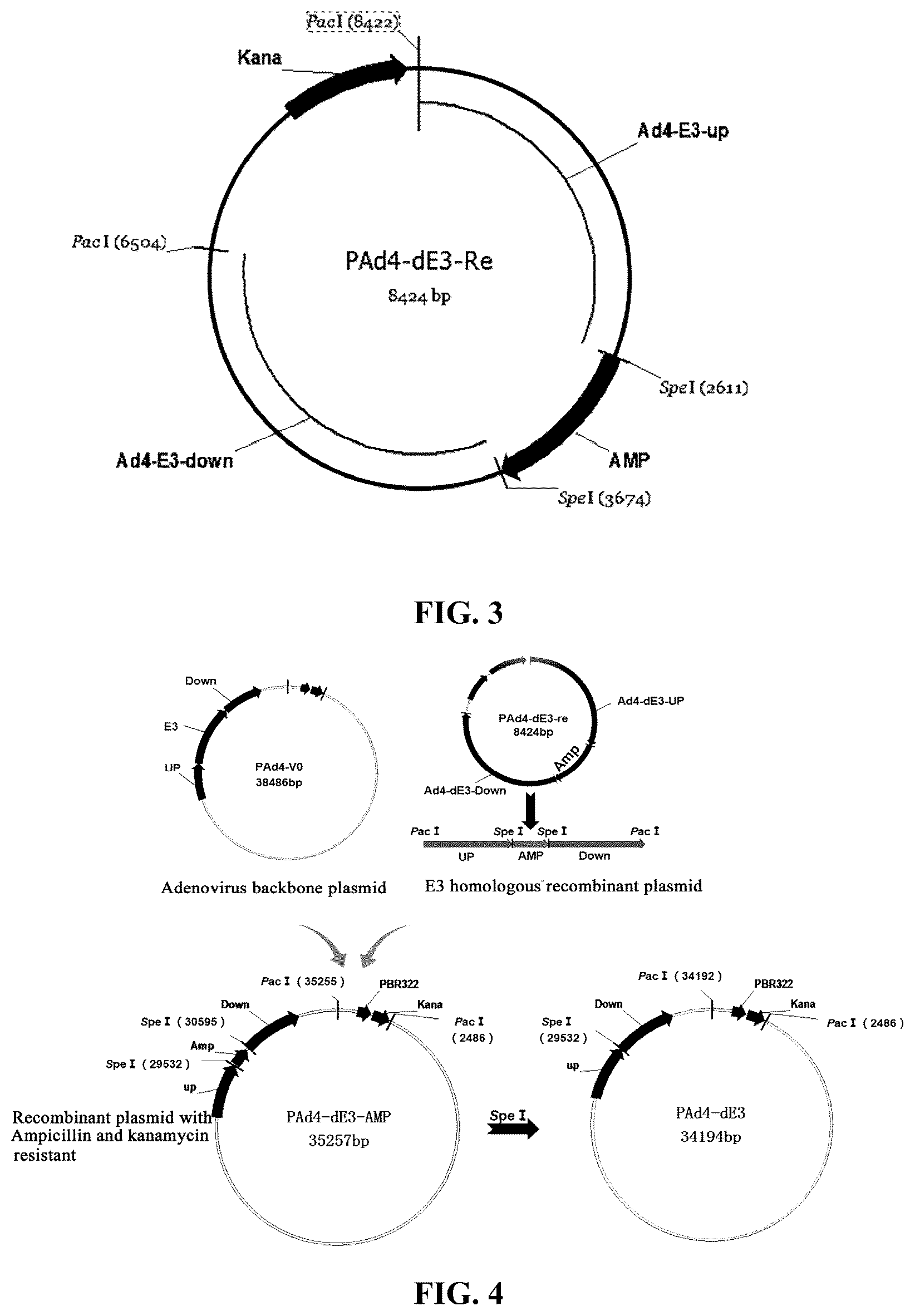 Patent US12460227 Figure 2 – Single plasmid vector system for packaging recombinant human adenovirus type 4 and application thereof
