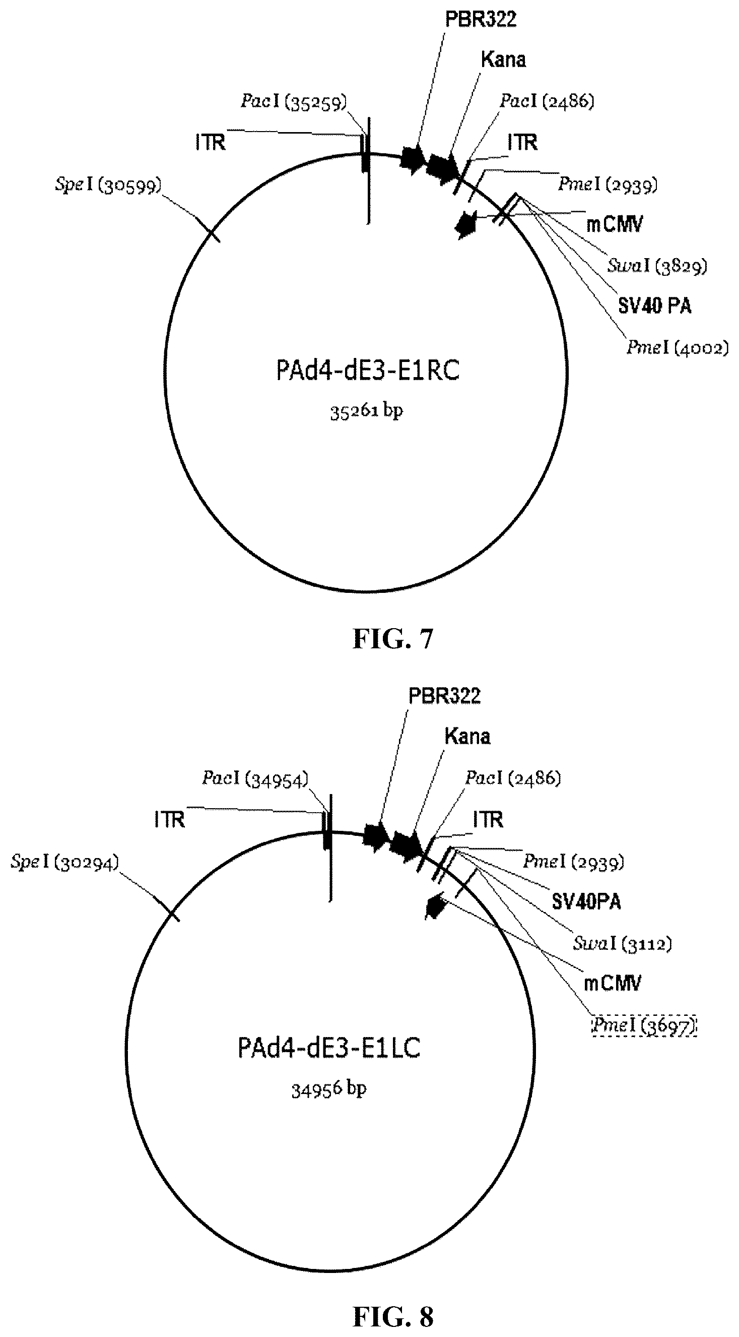 Patent US12460227 Figure 4 – Single plasmid vector system for packaging recombinant human adenovirus type 4 and application thereof