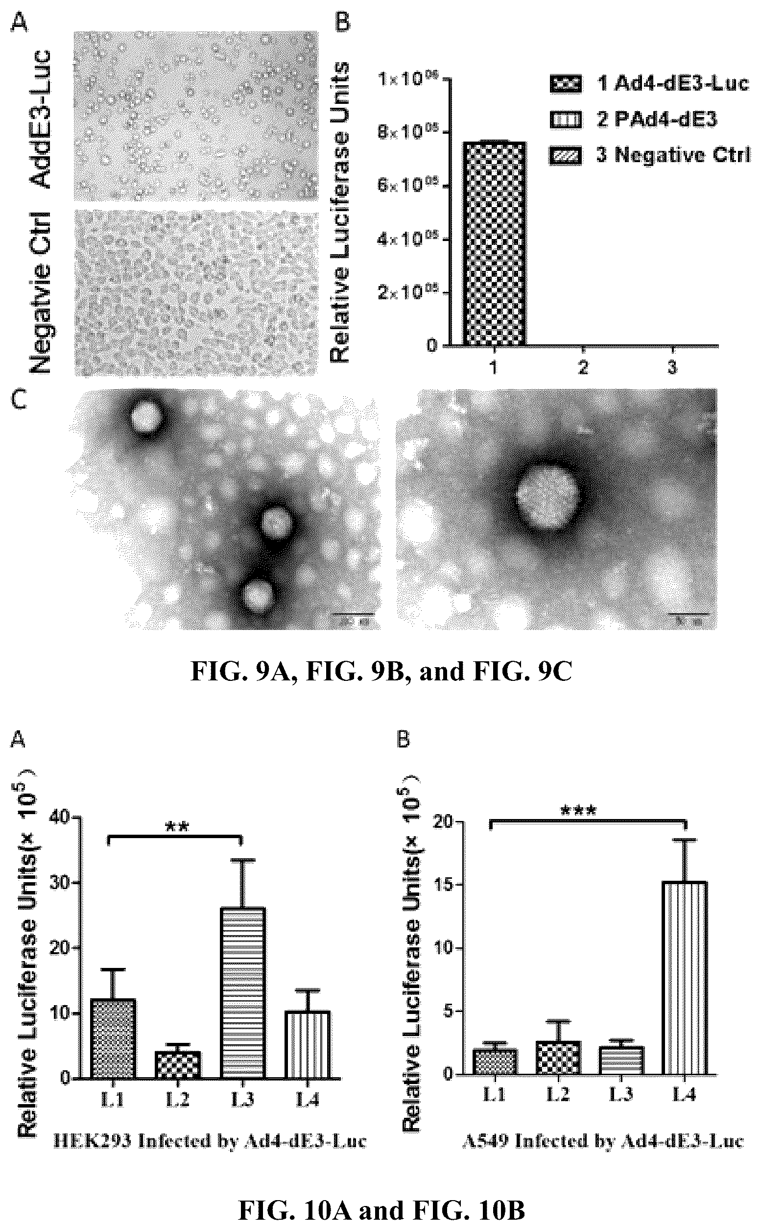 Patent US12460227 Figure 5 – Single plasmid vector system for packaging recombinant human adenovirus type 4 and application thereof