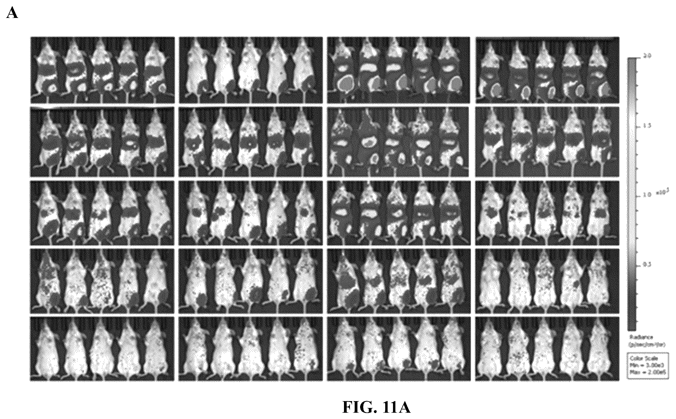 Patent US12460227 Figure 6 – Single plasmid vector system for packaging recombinant human adenovirus type 4 and application thereof