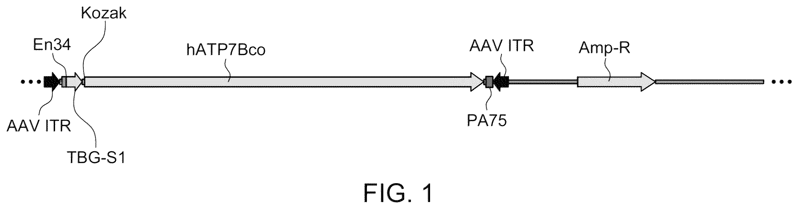 Patent US12460228 Figure 1 – Gene therapy for treating Wilson's disease