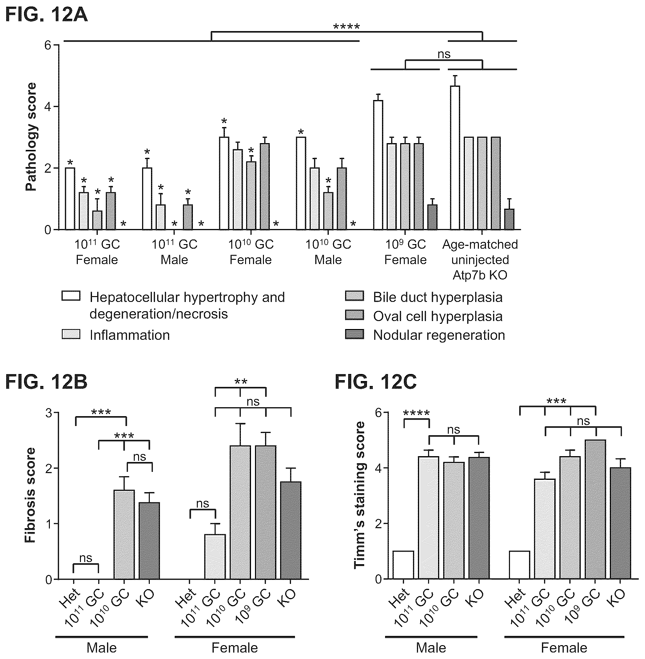 Patent US12460228 Figure 12 – Gene therapy for treating Wilson's disease