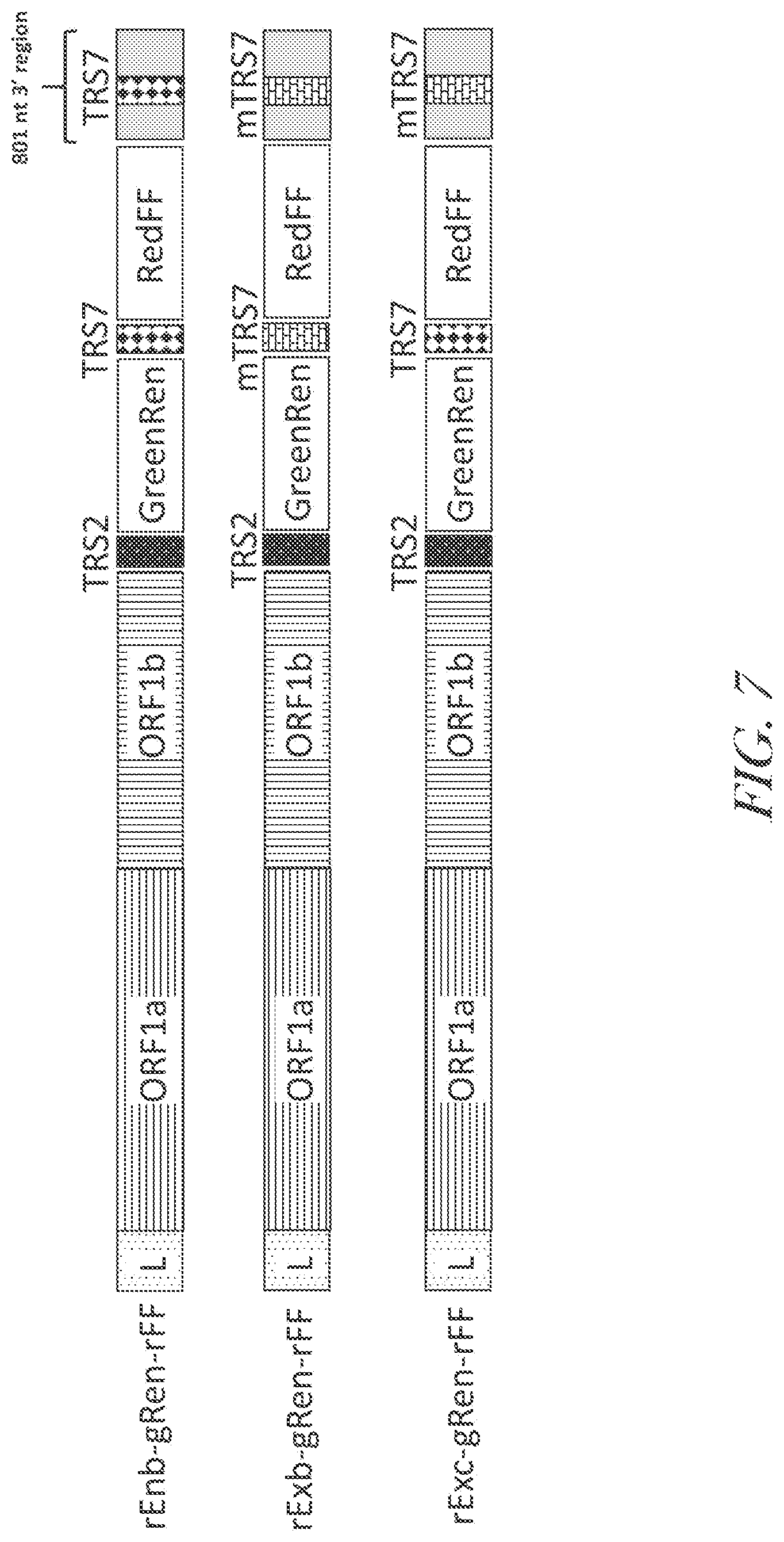 Patent US12460229 Figure 9 – Recombinant arterivirus replicon systems and uses thereof